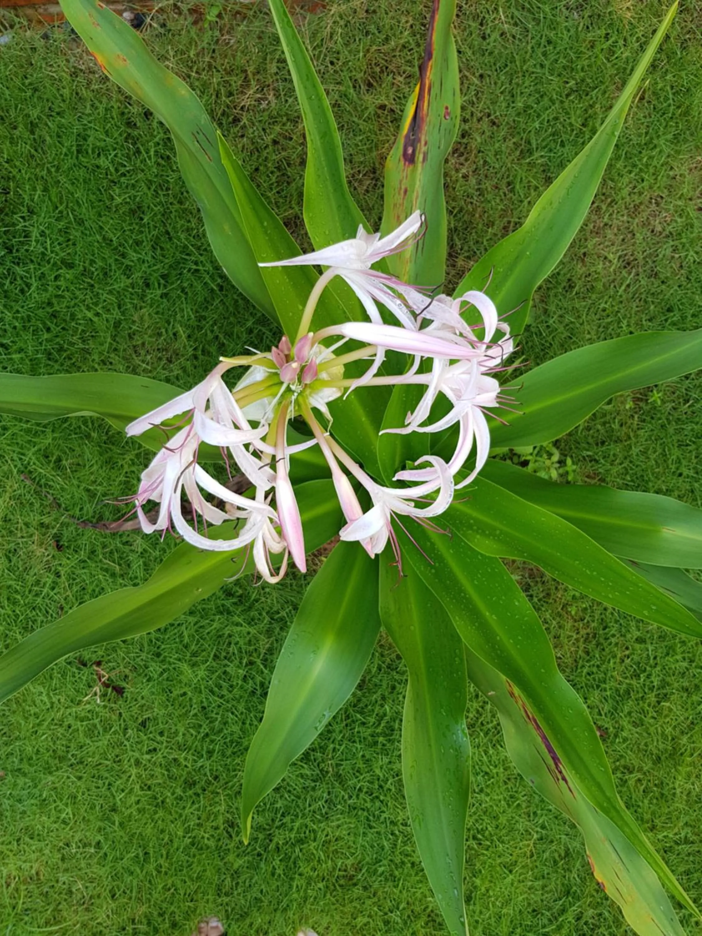 Garden in Azura Resort Phu Quoc