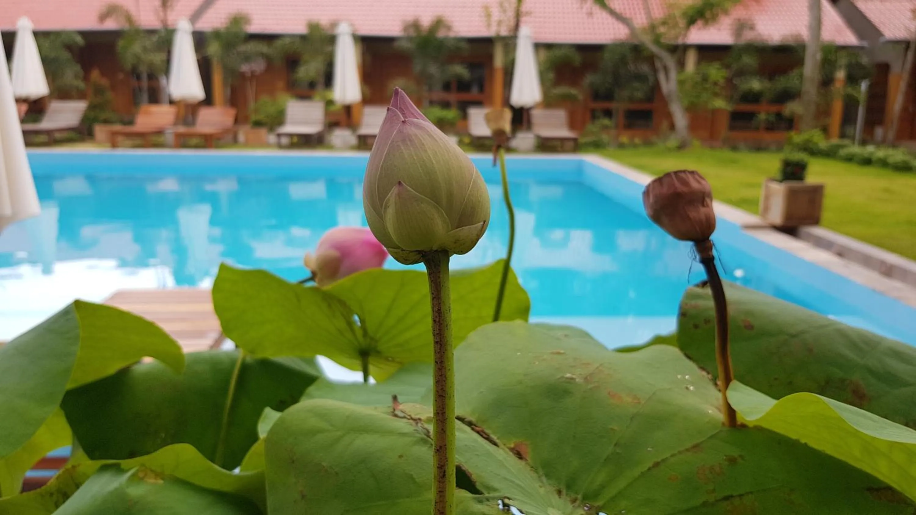 Garden in Azura Resort Phu Quoc