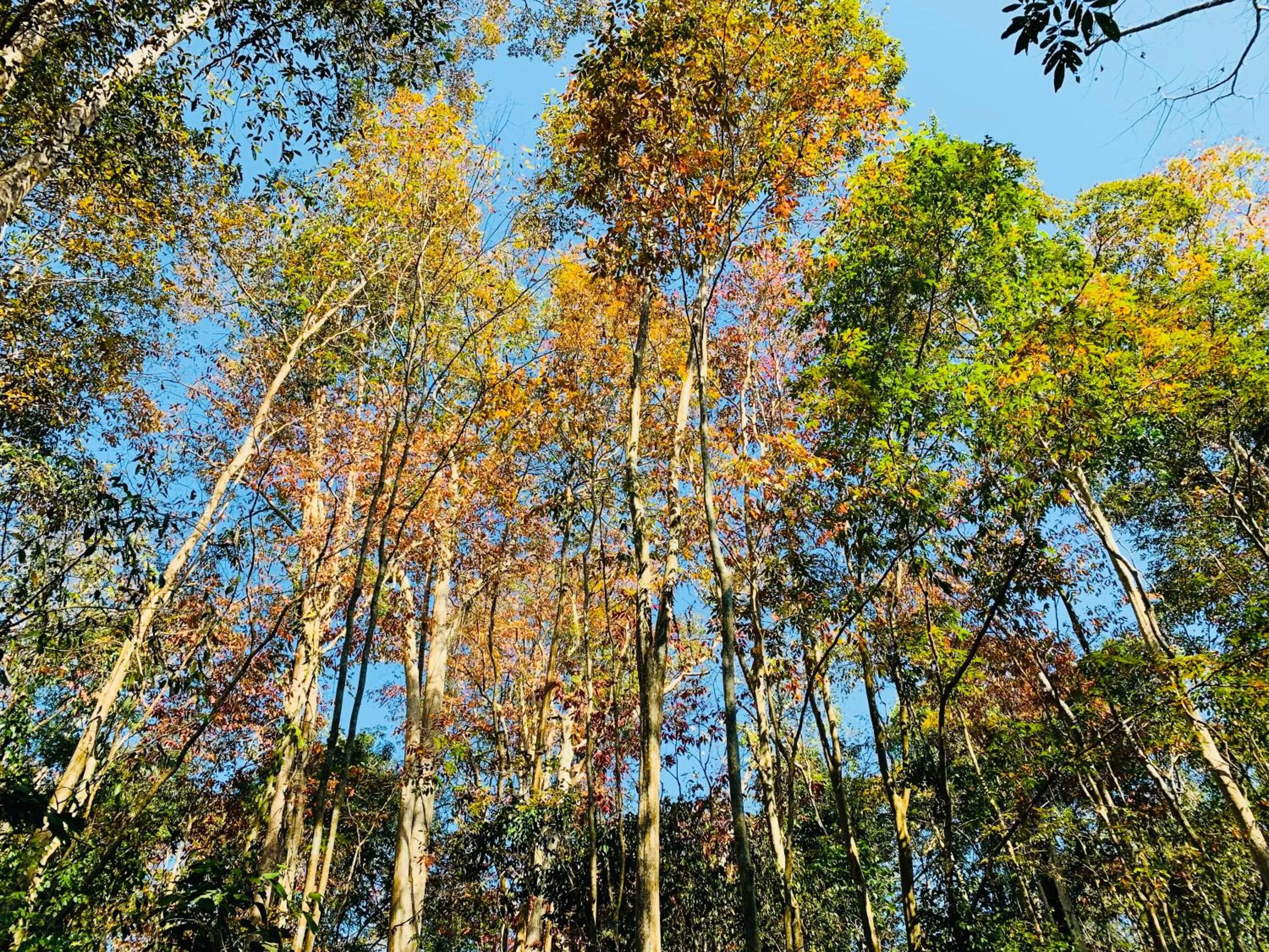 Gibbon Singing Home Stay