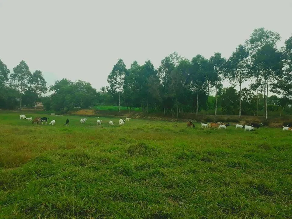 Gibbon Singing Home Stay