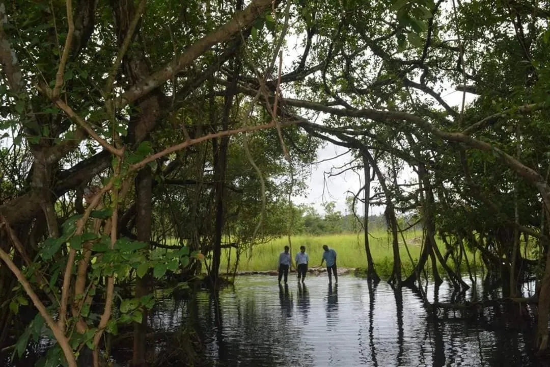 Gibbon Singing Home Stay