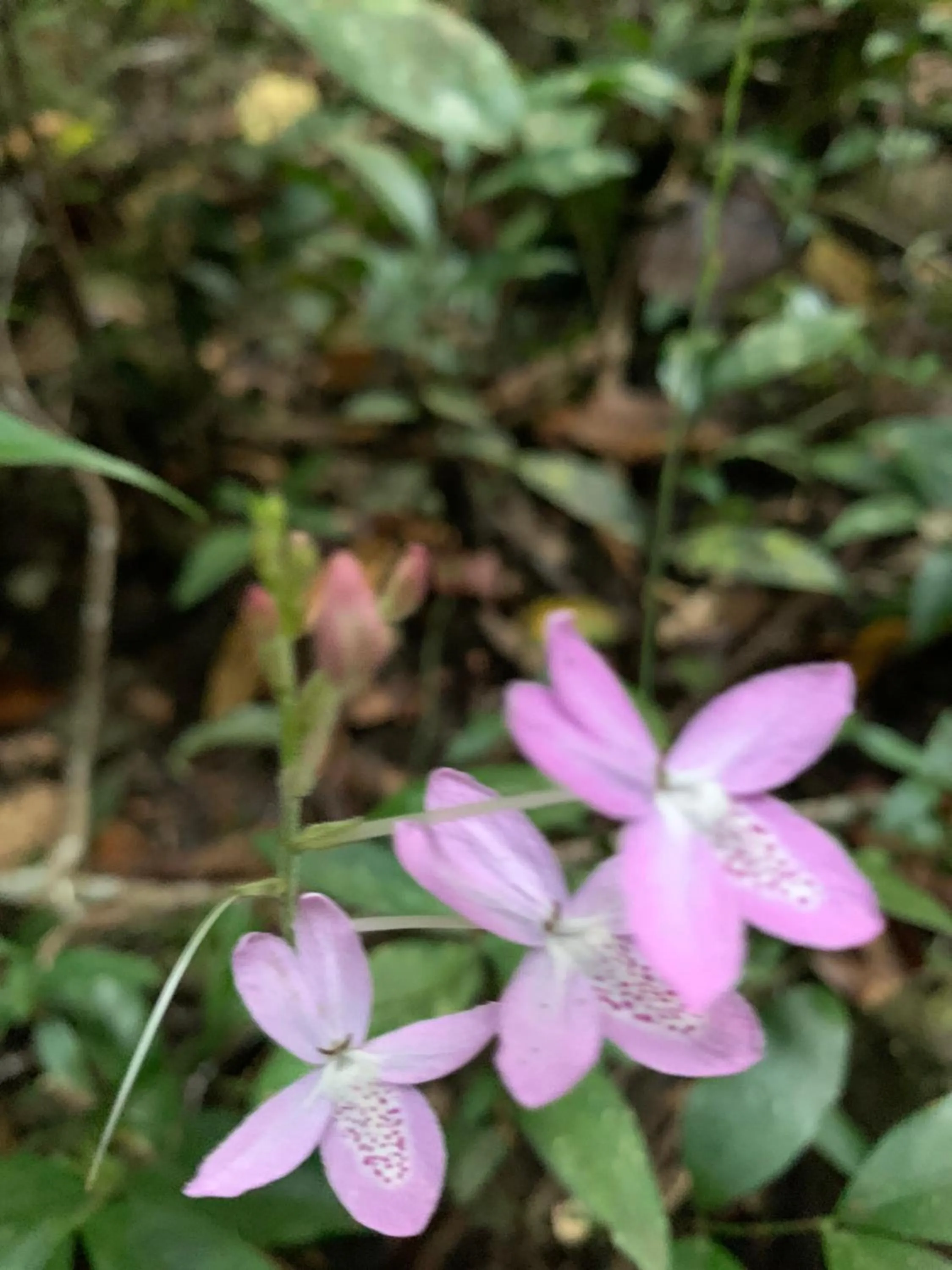 Gibbon Singing Home Stay