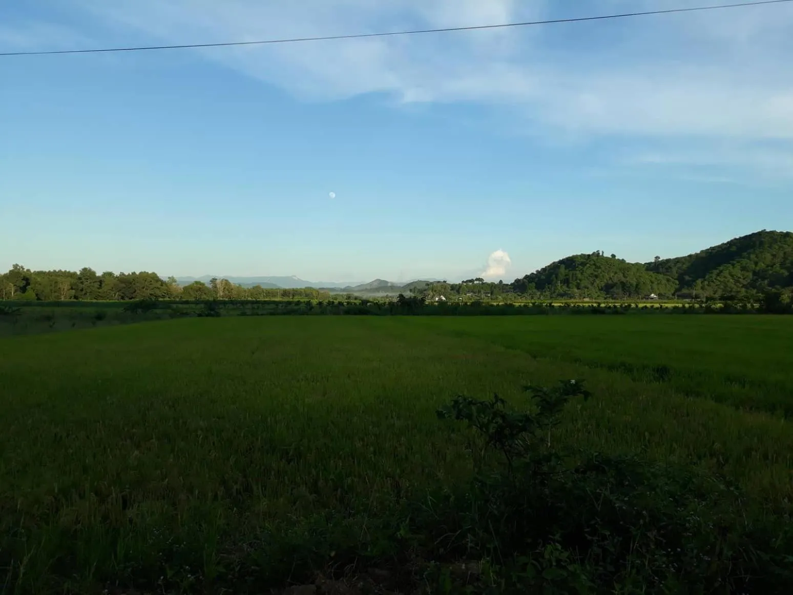 Gibbon Singing Home Stay