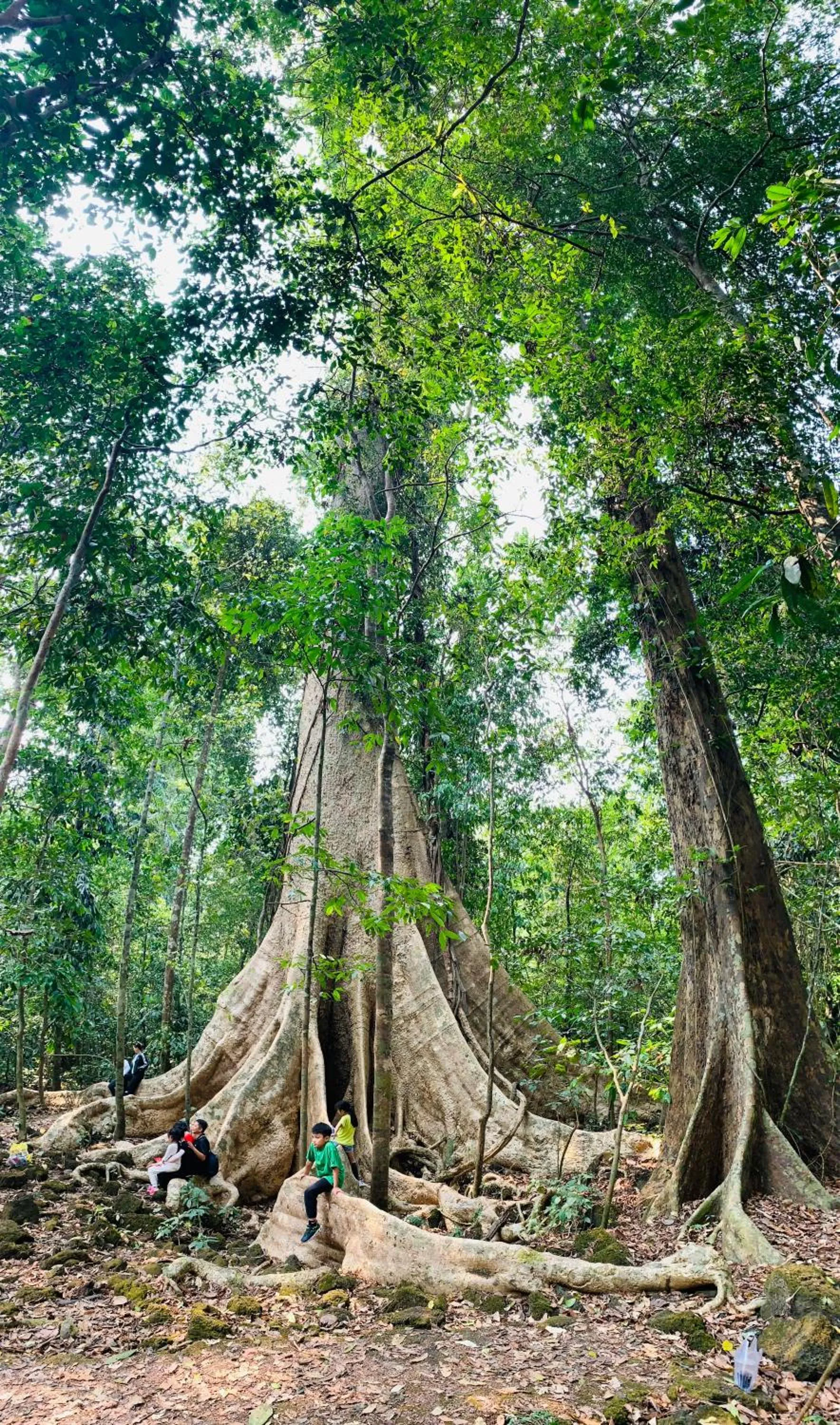 Gibbon Singing Home Stay