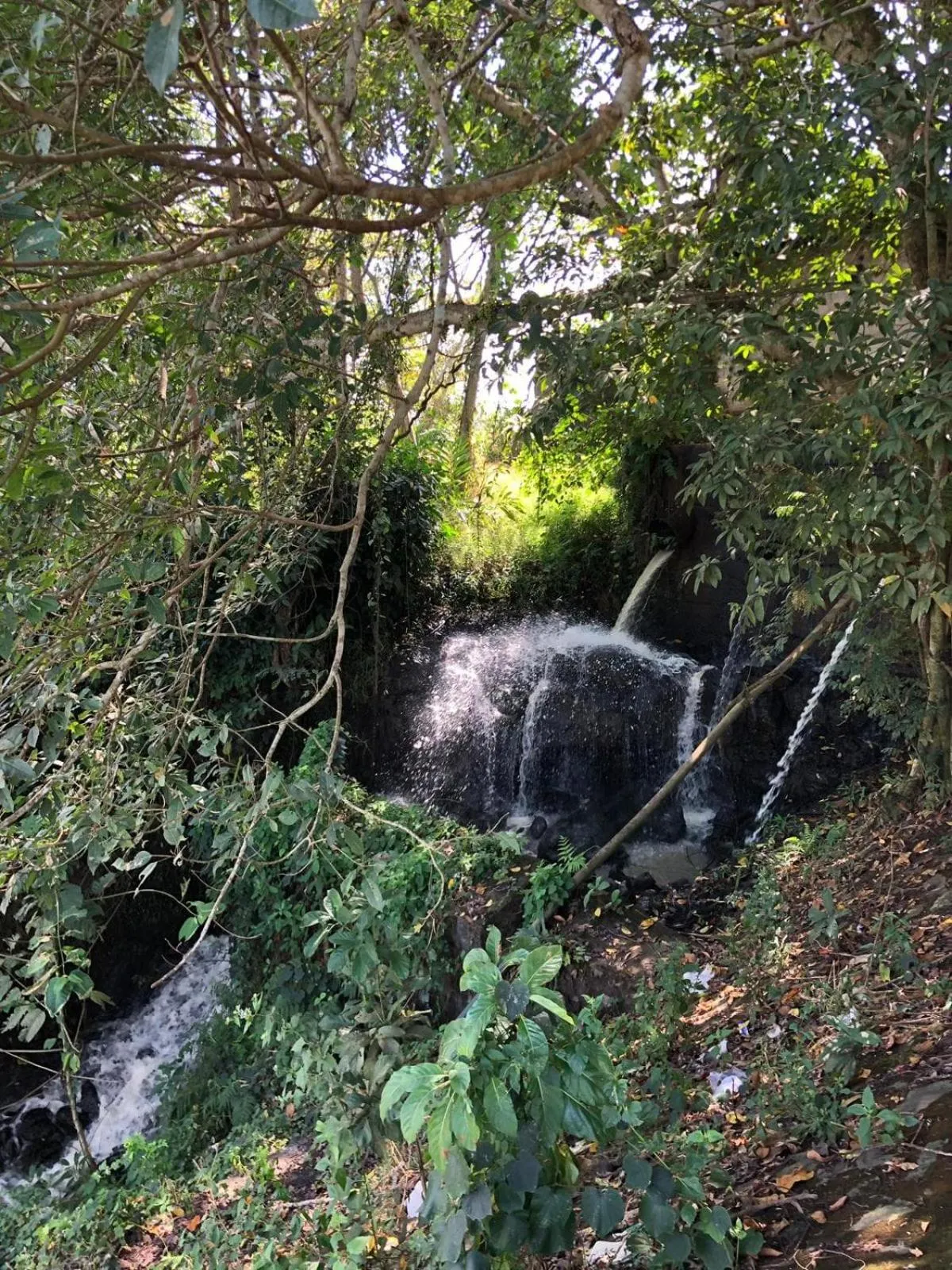 Gibbon Singing Home Stay
