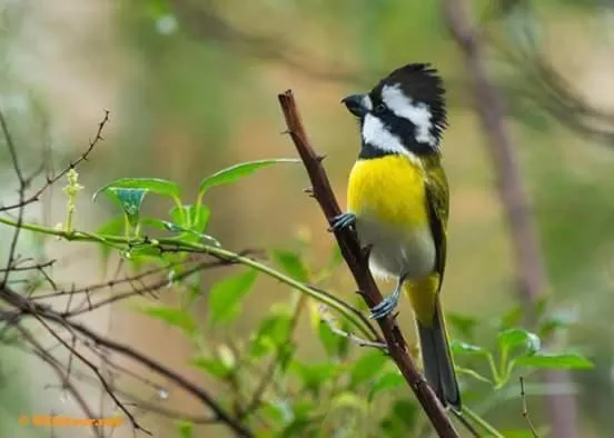 Property building in Gibbon Singing Home Stay