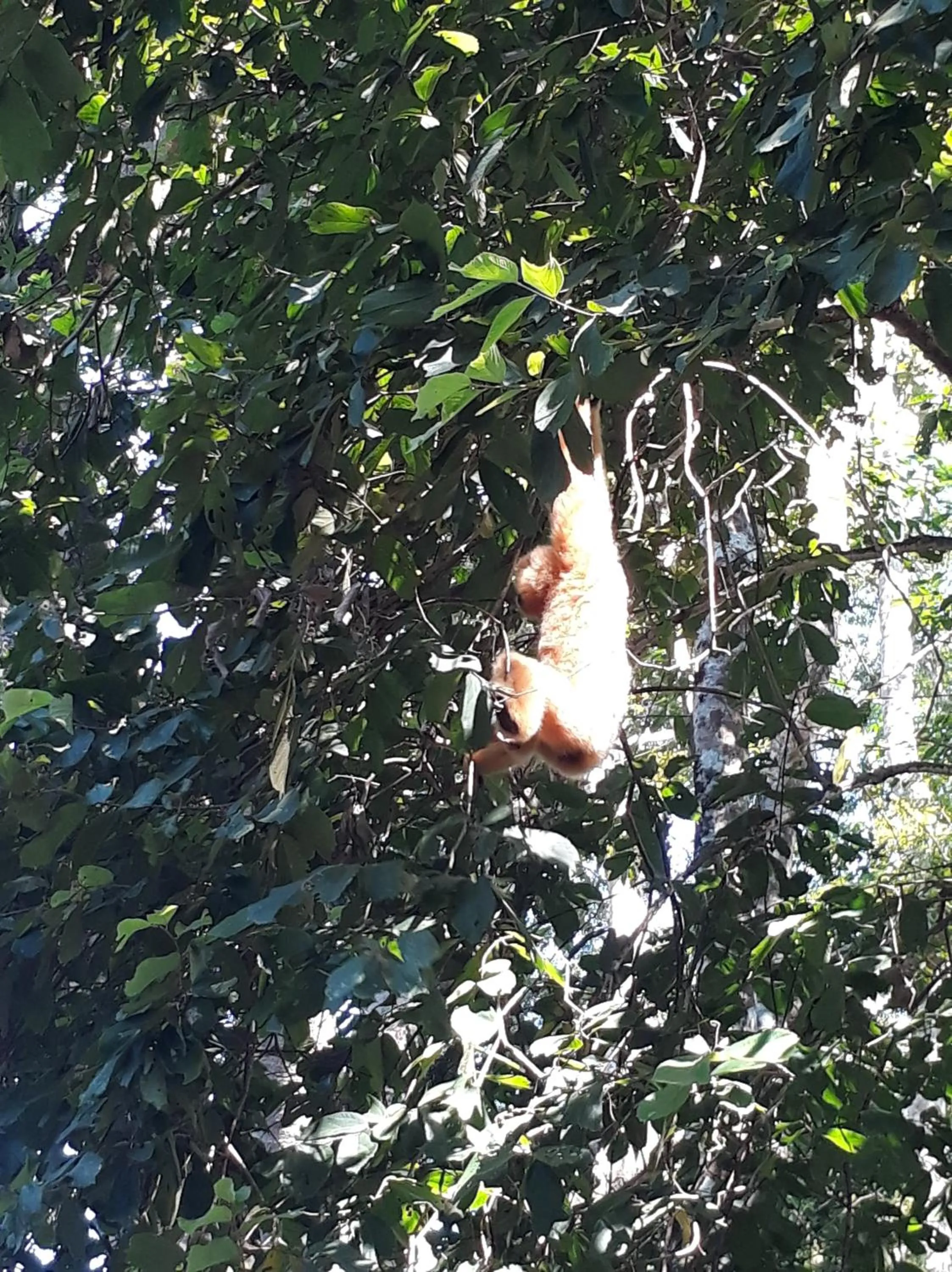 Gibbon Singing Home Stay