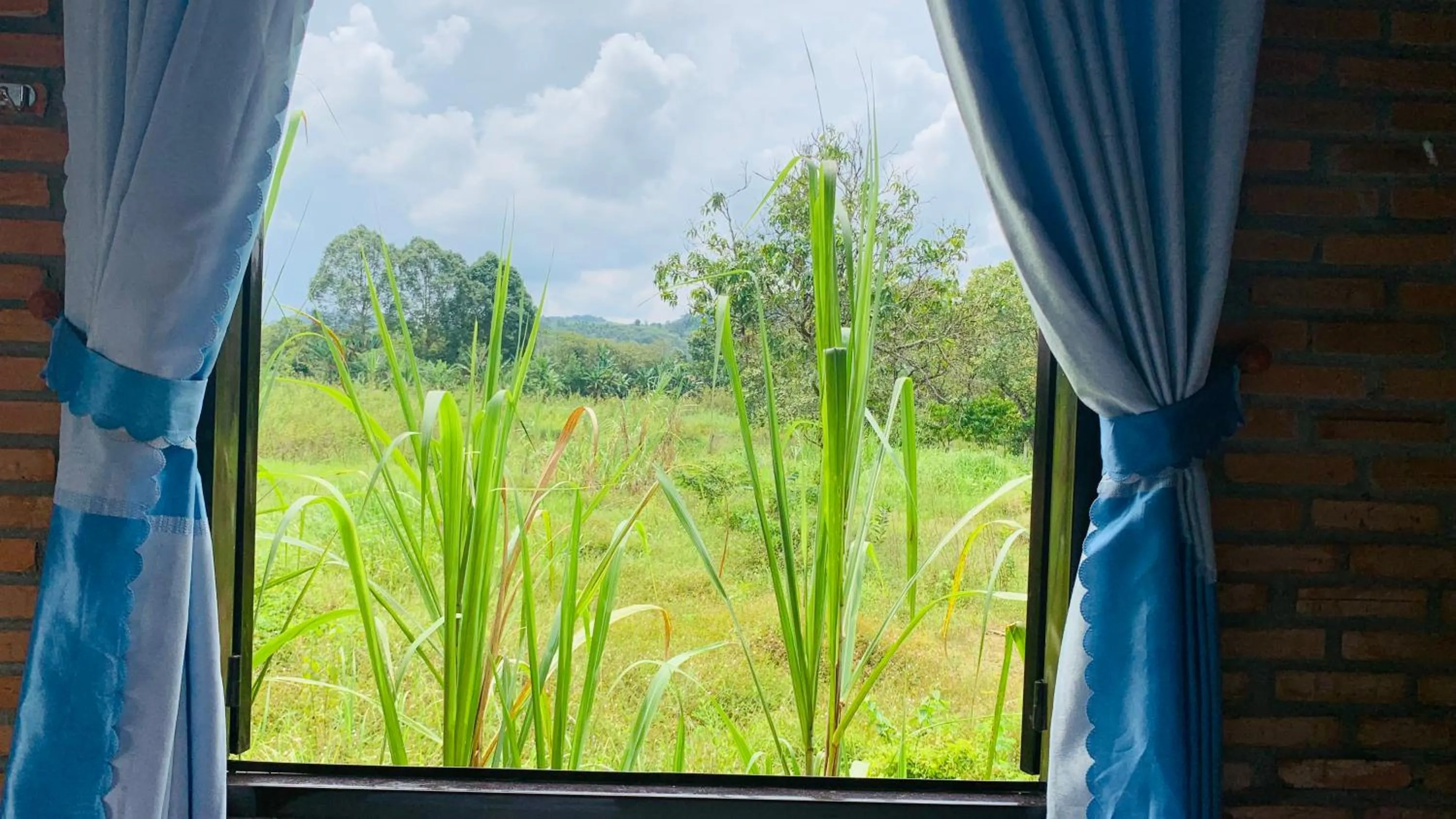 Gibbon Singing Home Stay