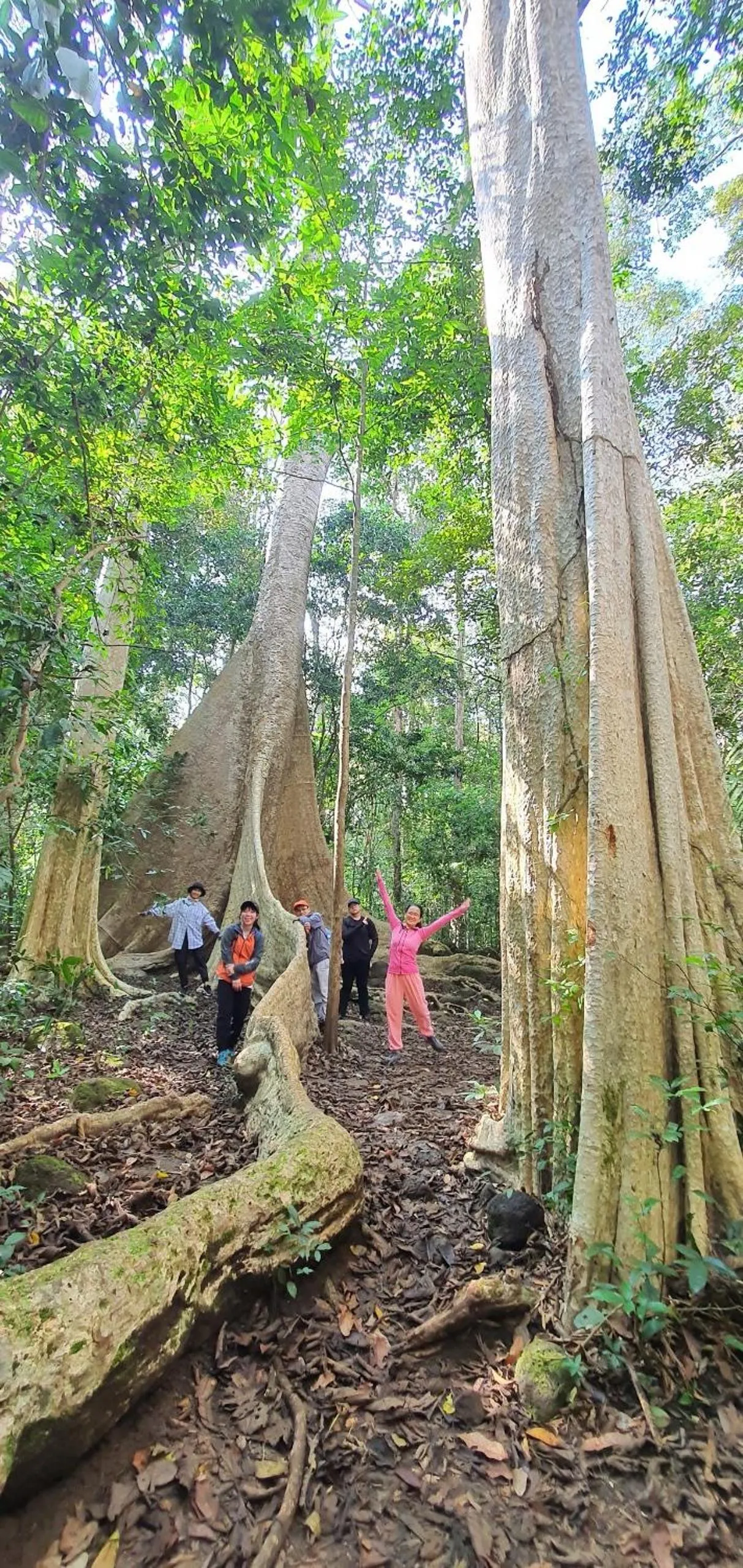Gibbon Singing Home Stay