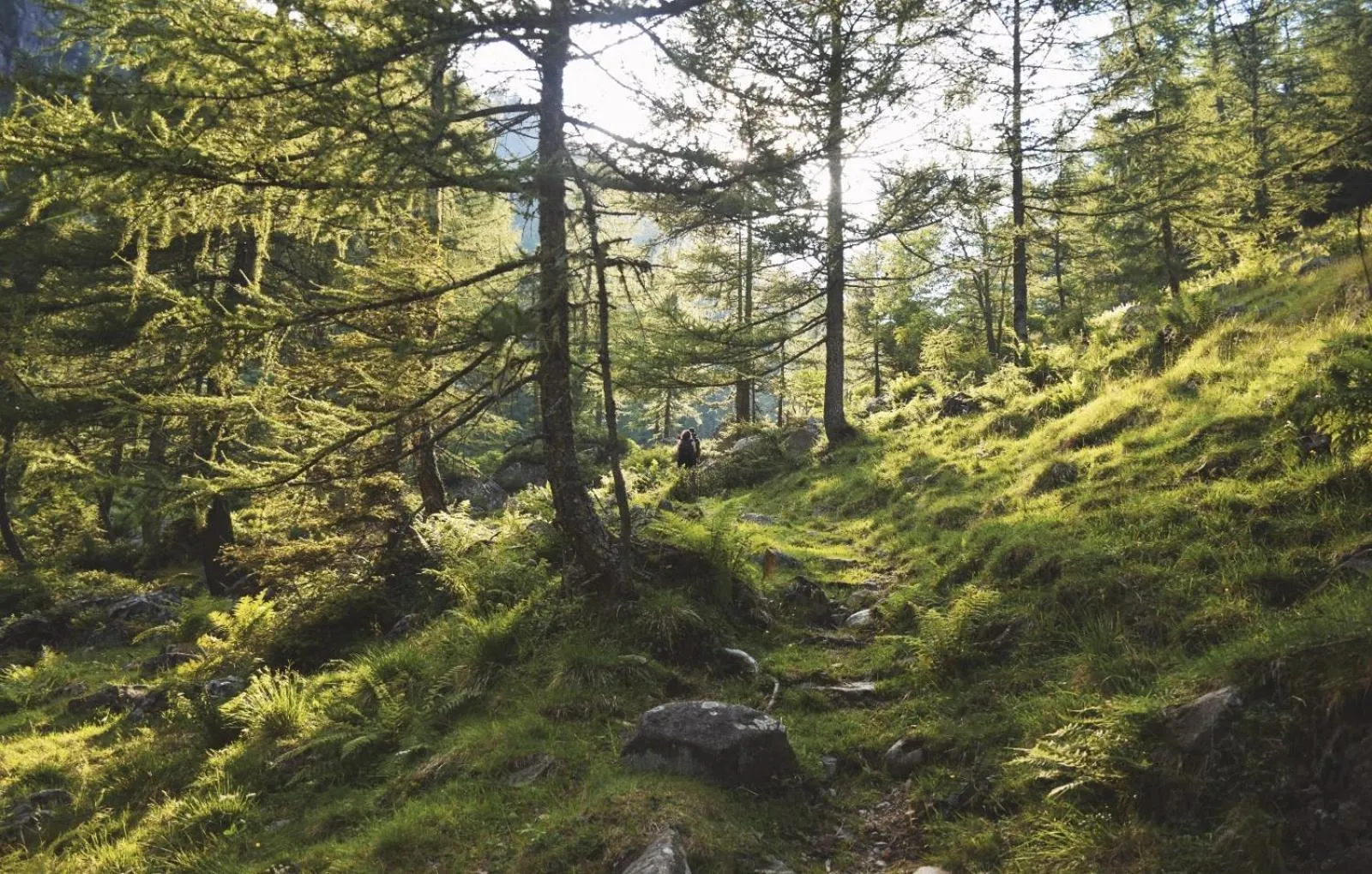 Natural landscape in Hotel Aurai