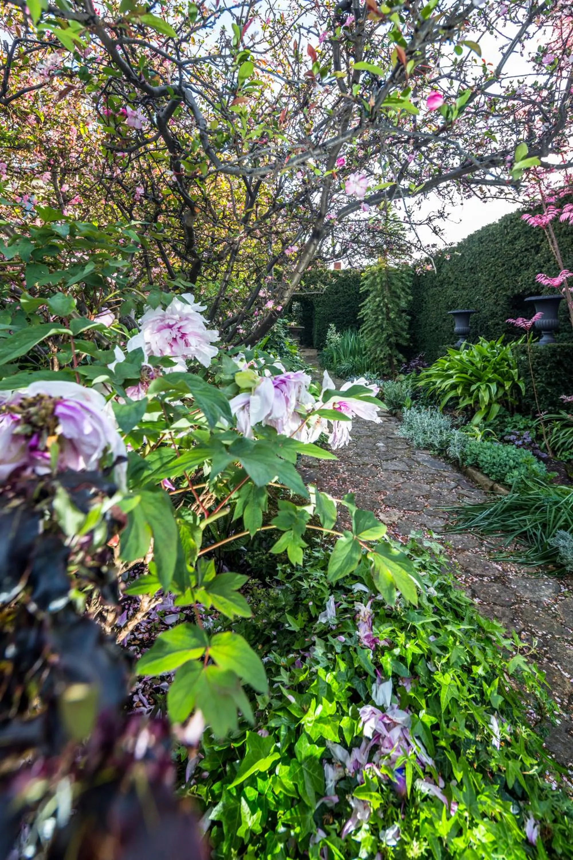Garden in Corinda Contemporary