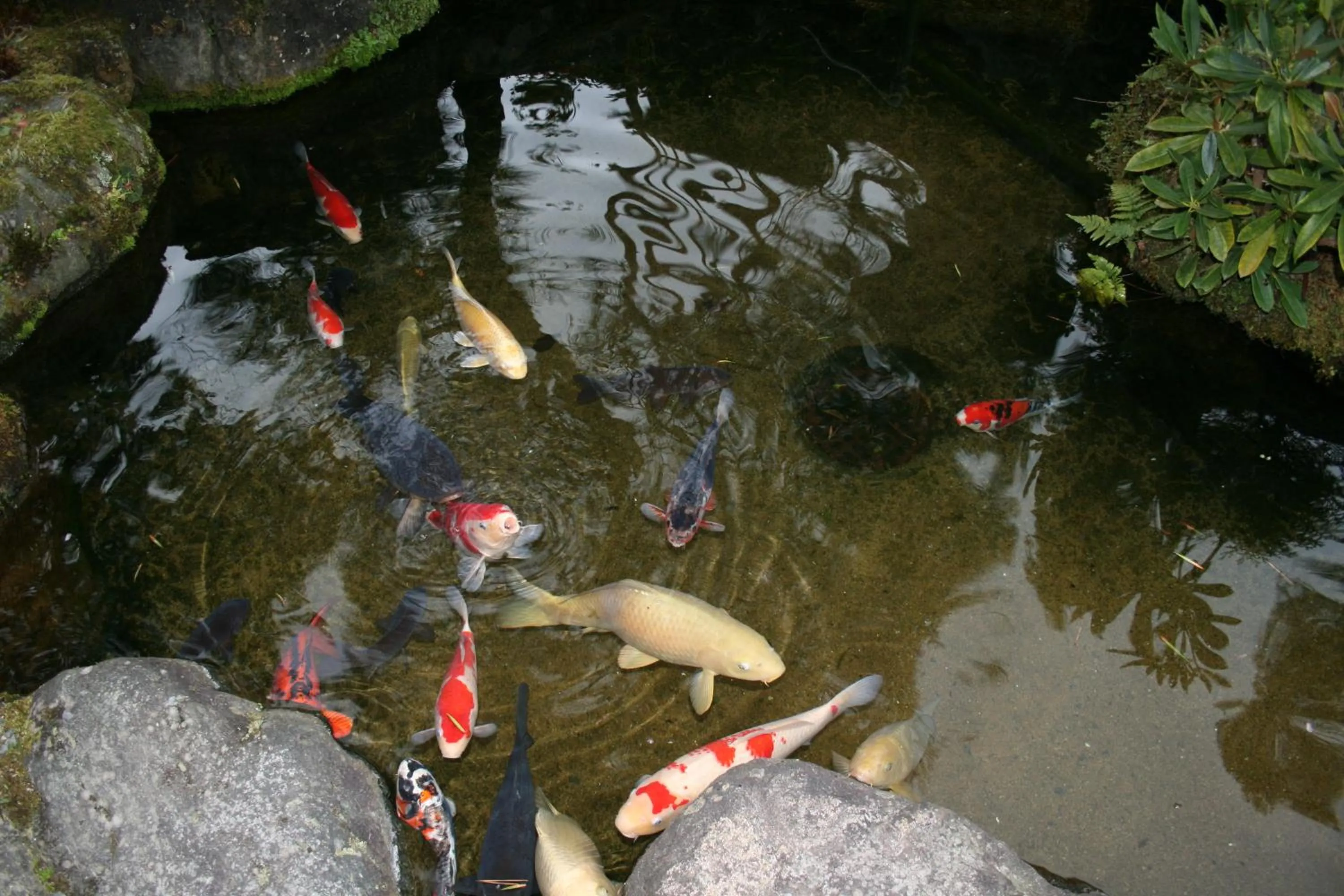 Animals in Yumoto Onsen OharaSansou