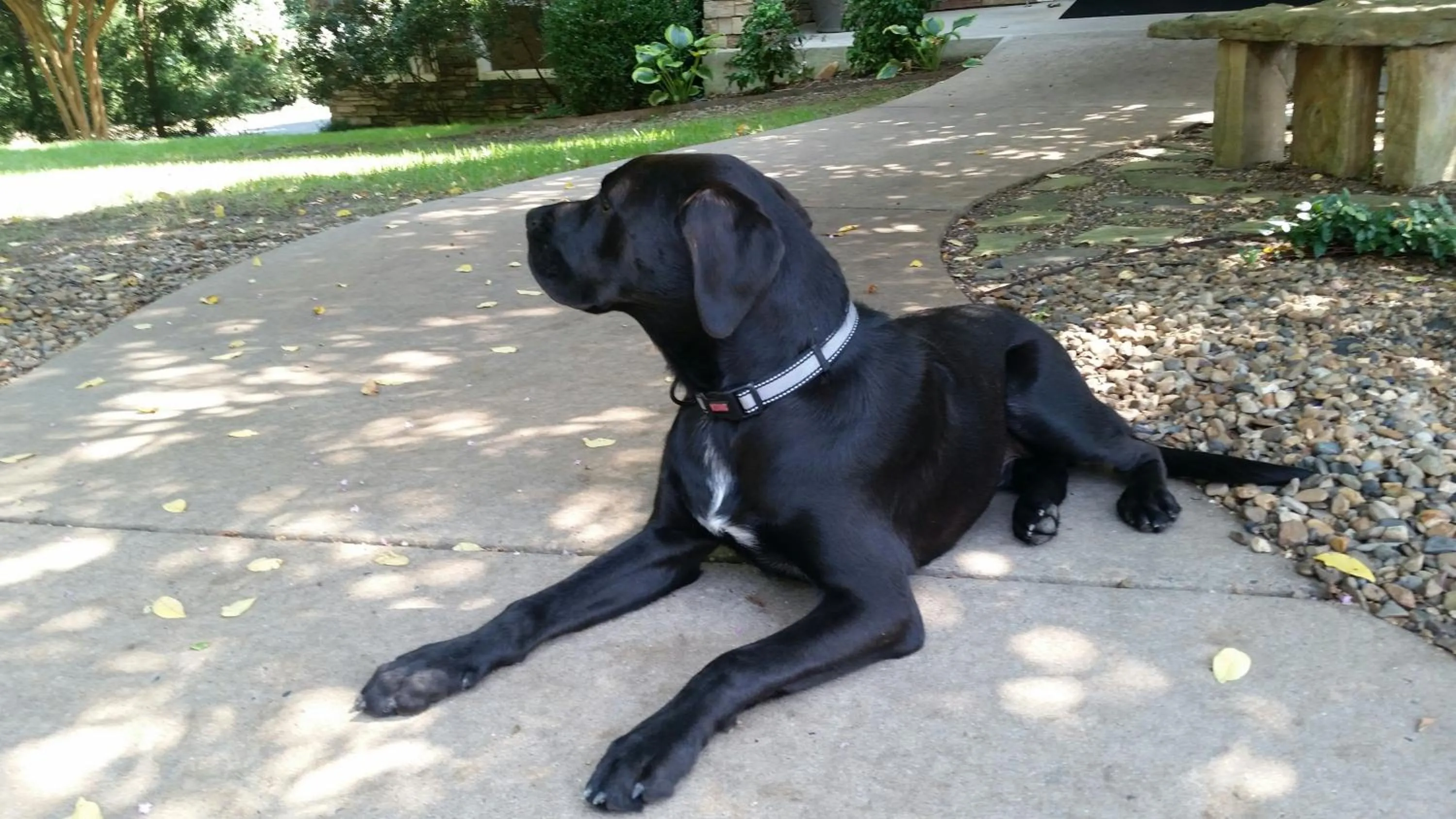 Pets in Lookout Point Lakeside Inn