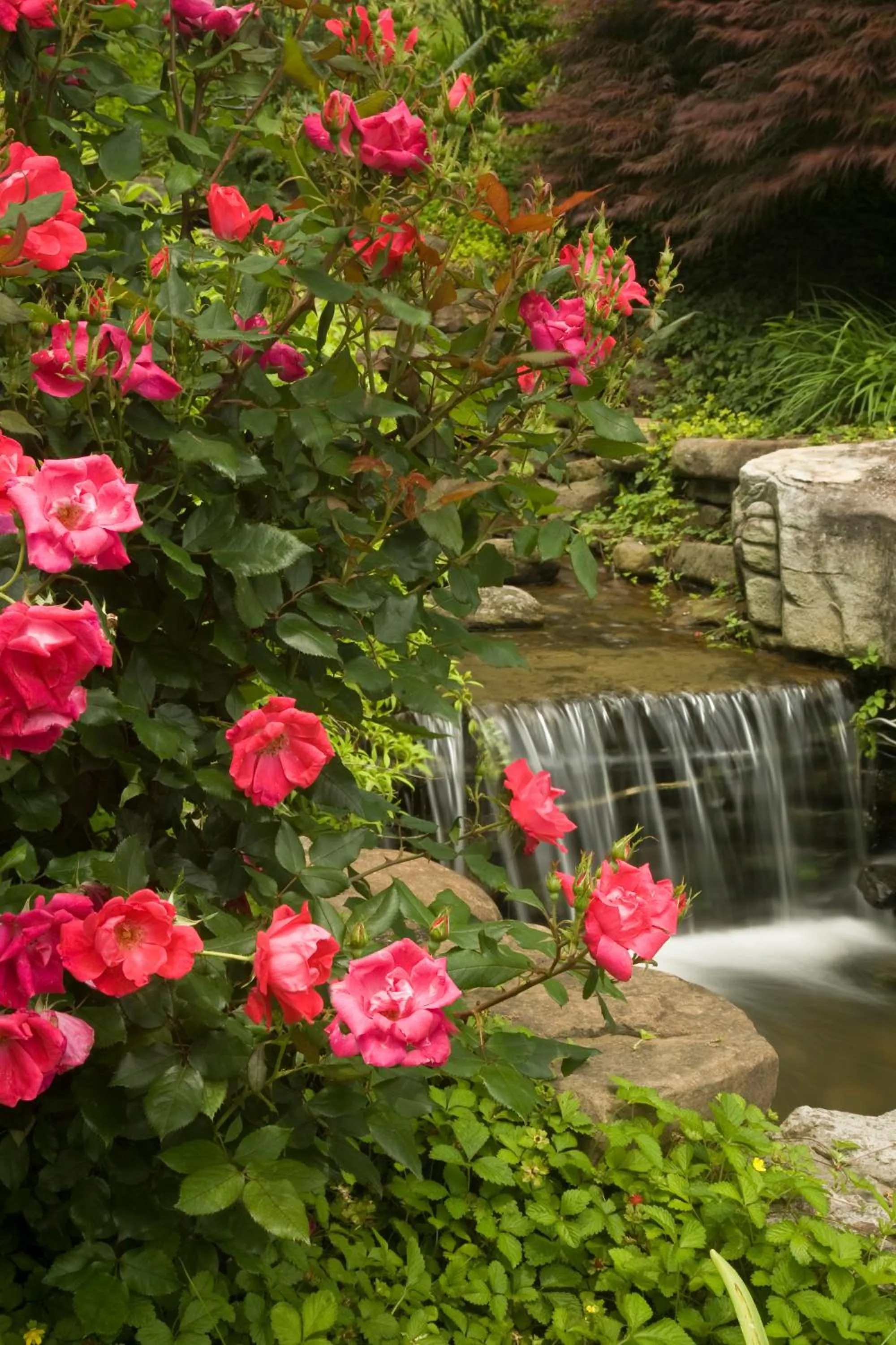 Garden view in Lookout Point Lakeside Inn