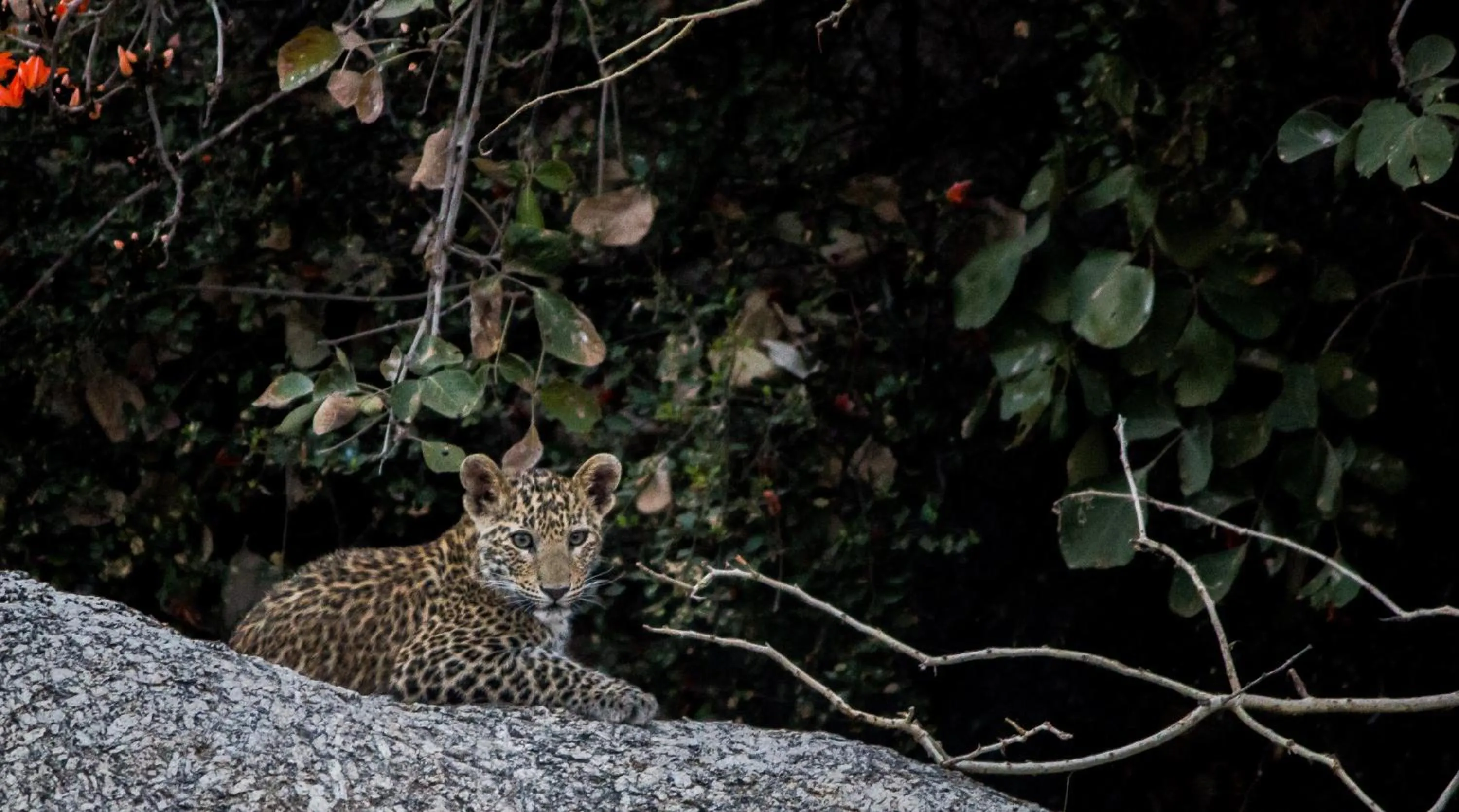 Activities in Jawai Resort