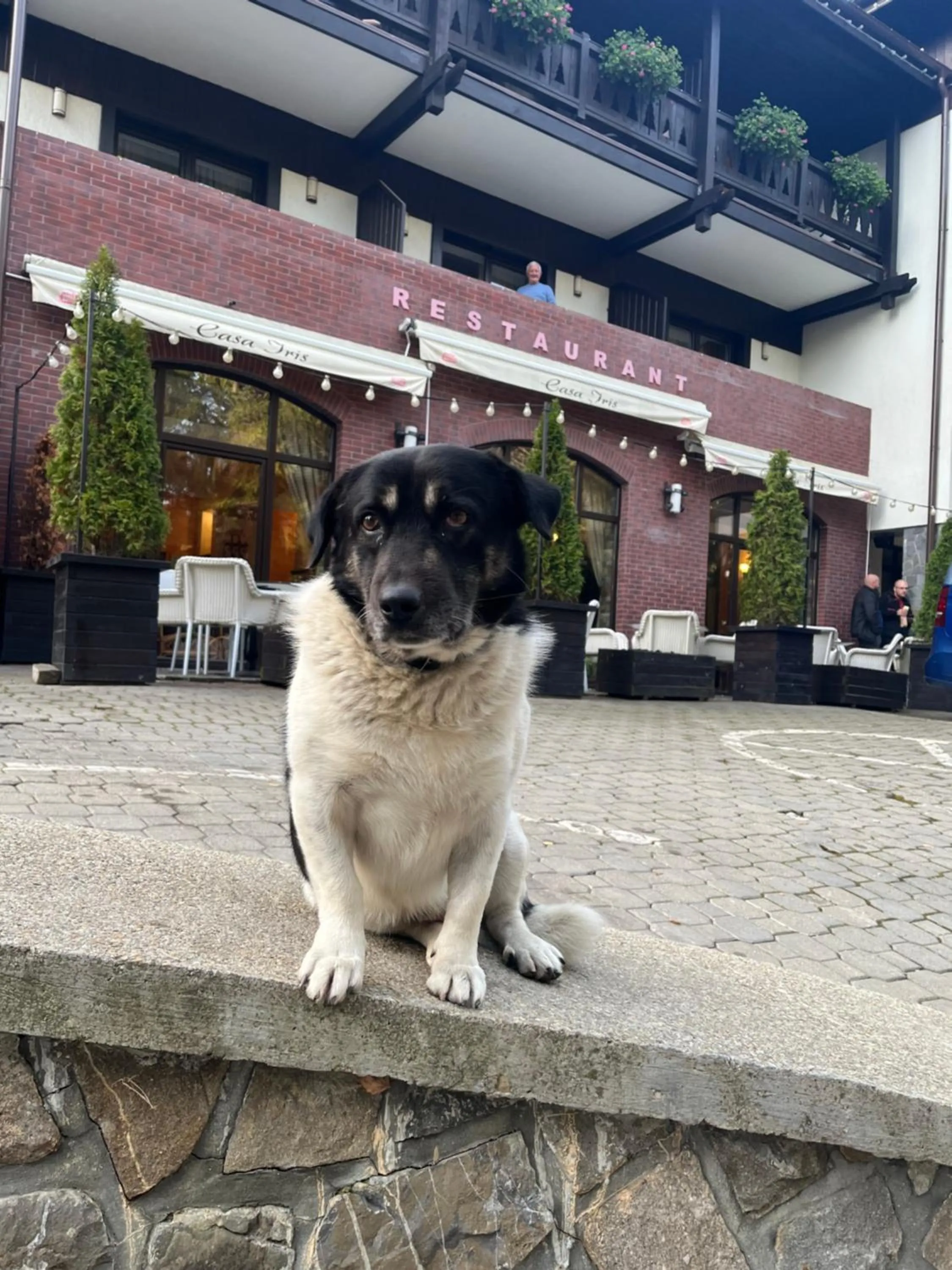 Pets in Casa Iris-Hotel & Restaurant