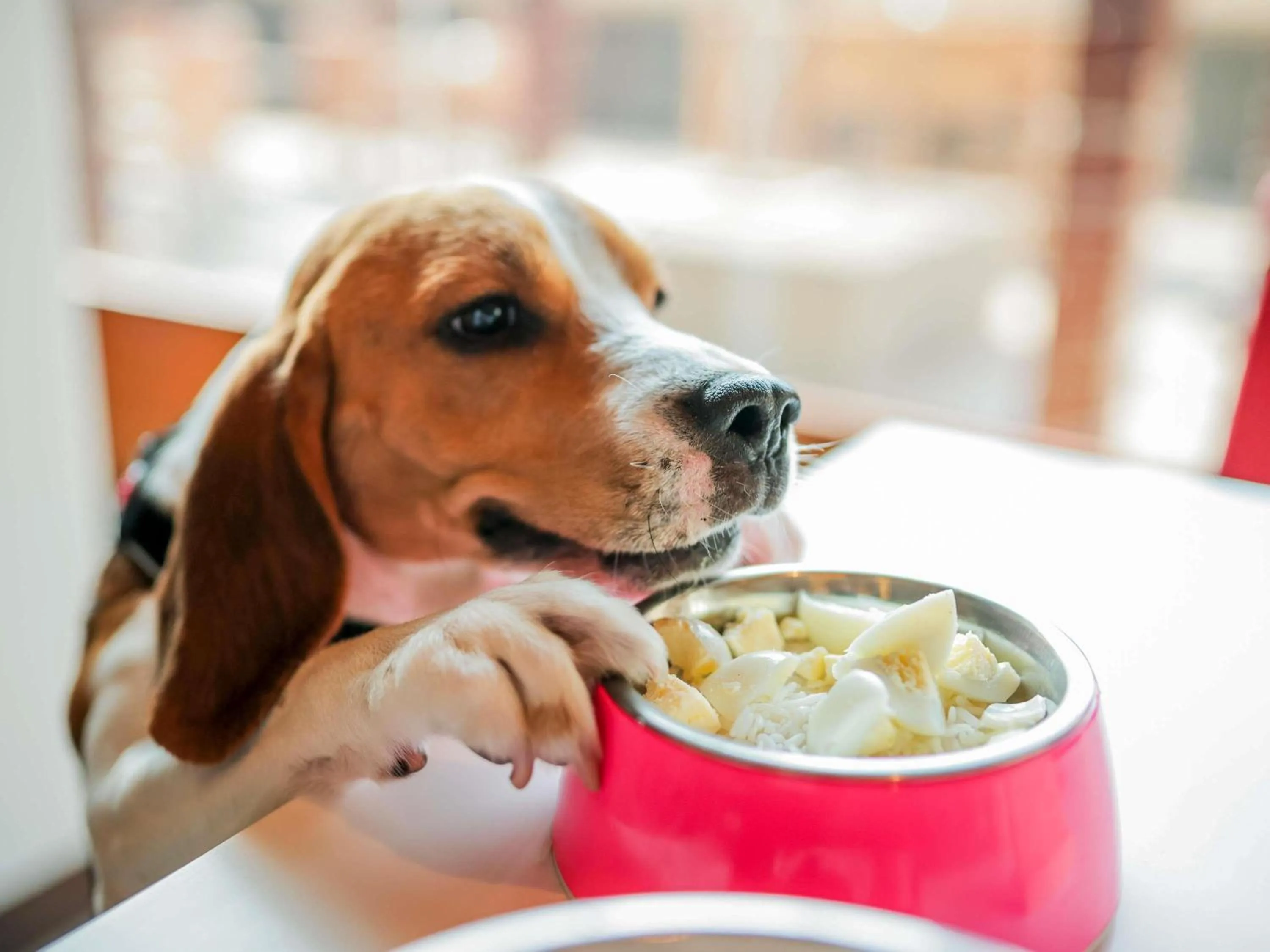 Other in ibis Poitiers Sud