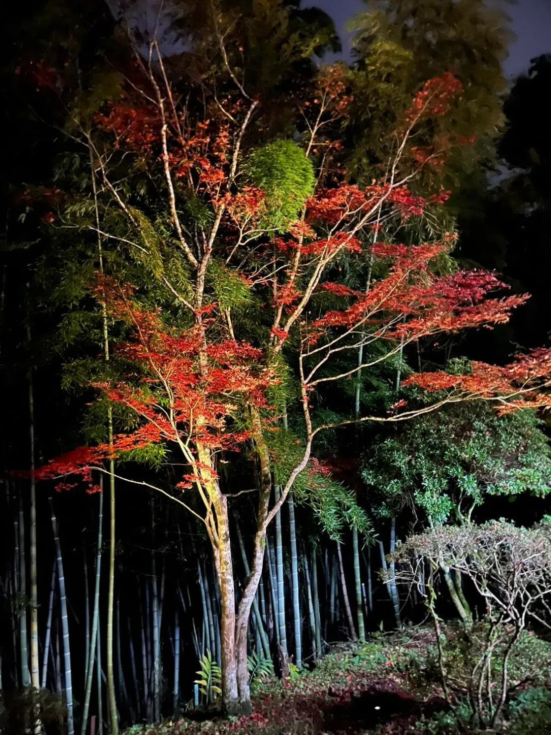 Natural landscape in Fuji-Hakone Guest House