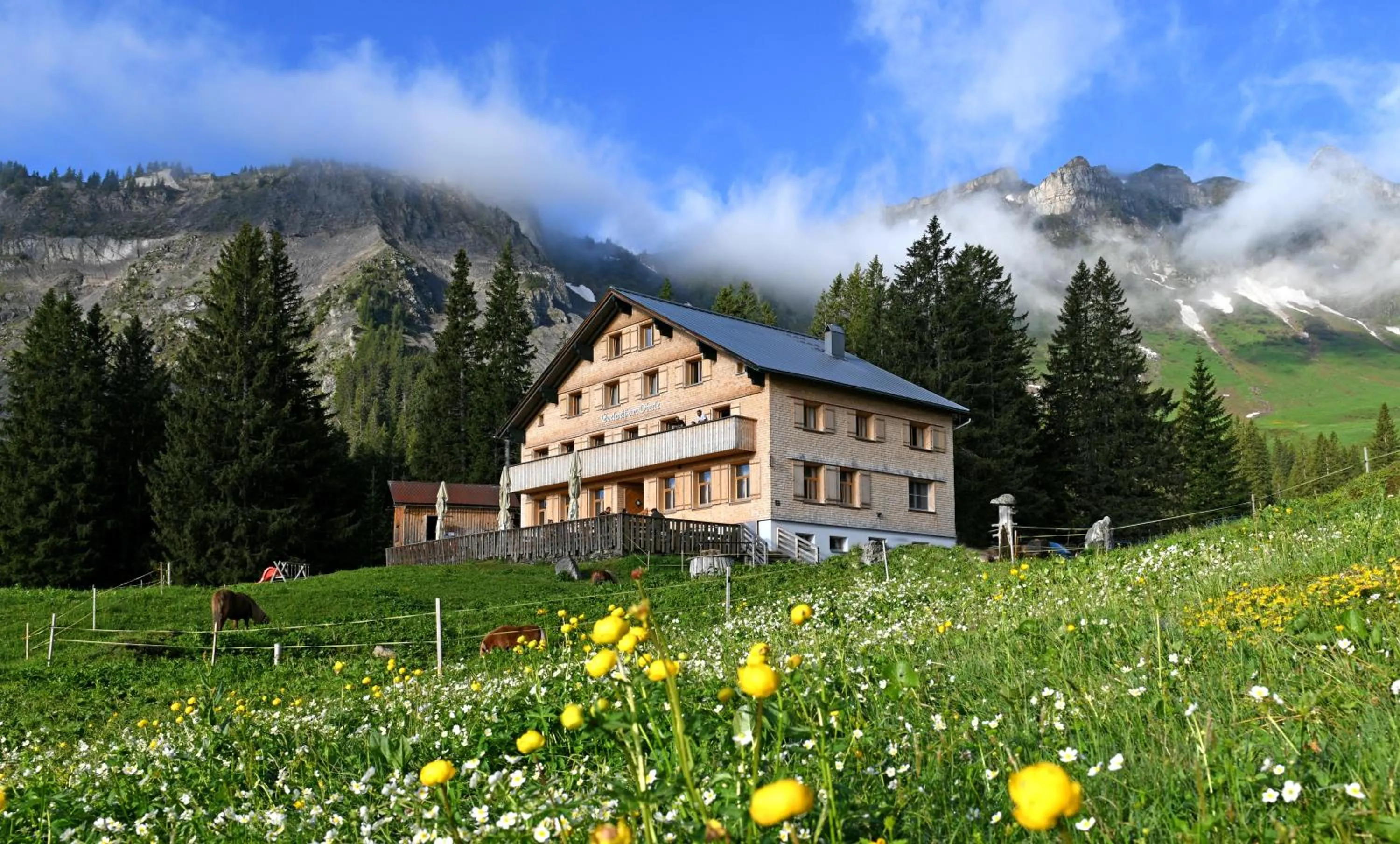 Edelweiß am Öberle