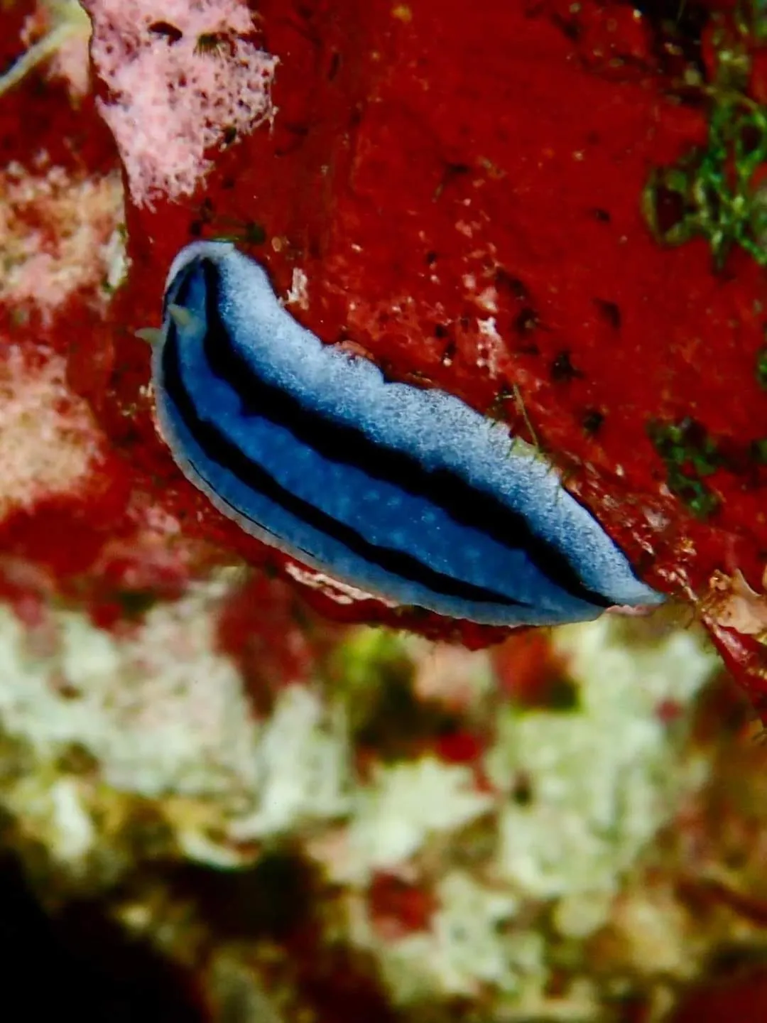 Animals in Hideaway Island Resort