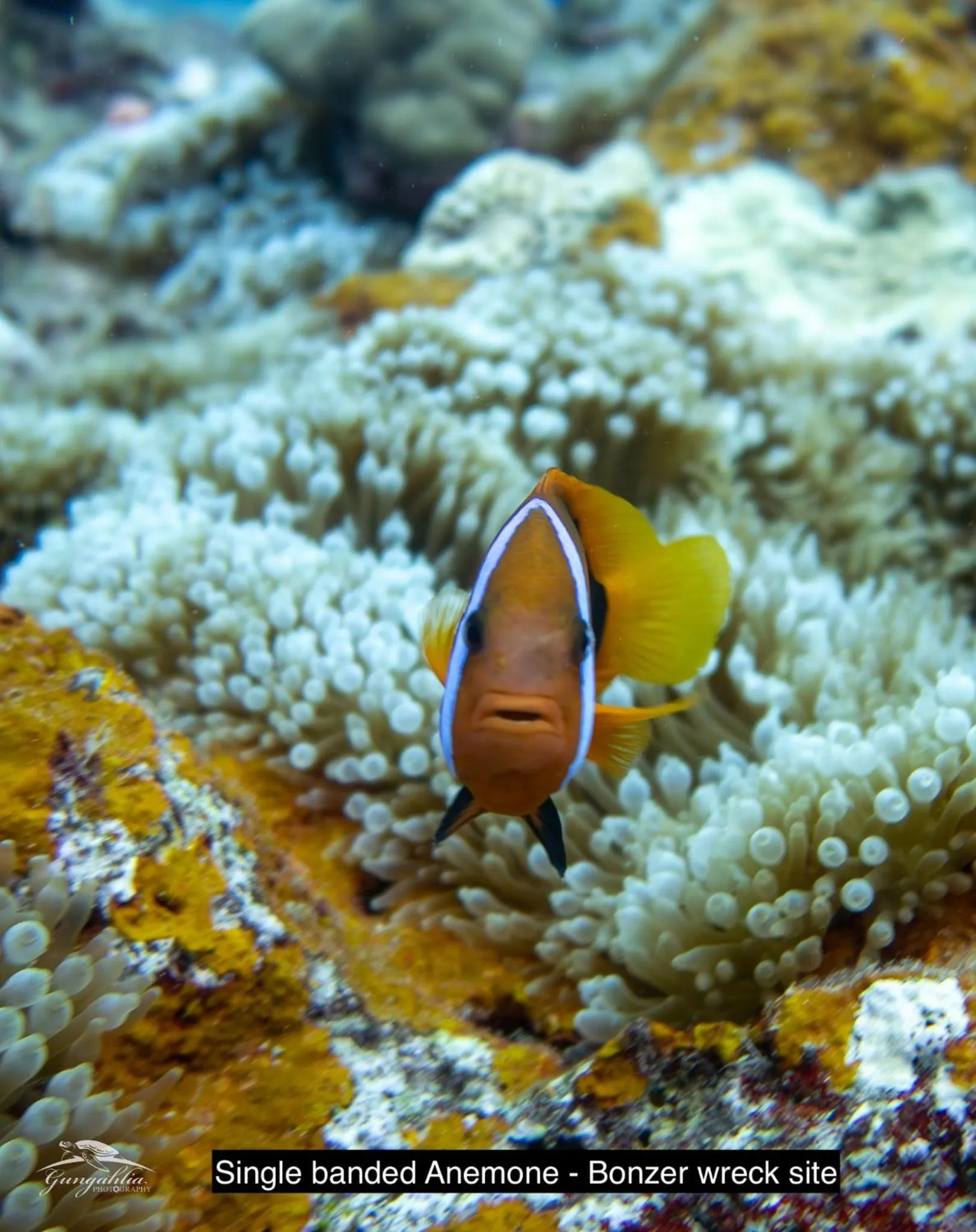 Animals in Hideaway Island Resort