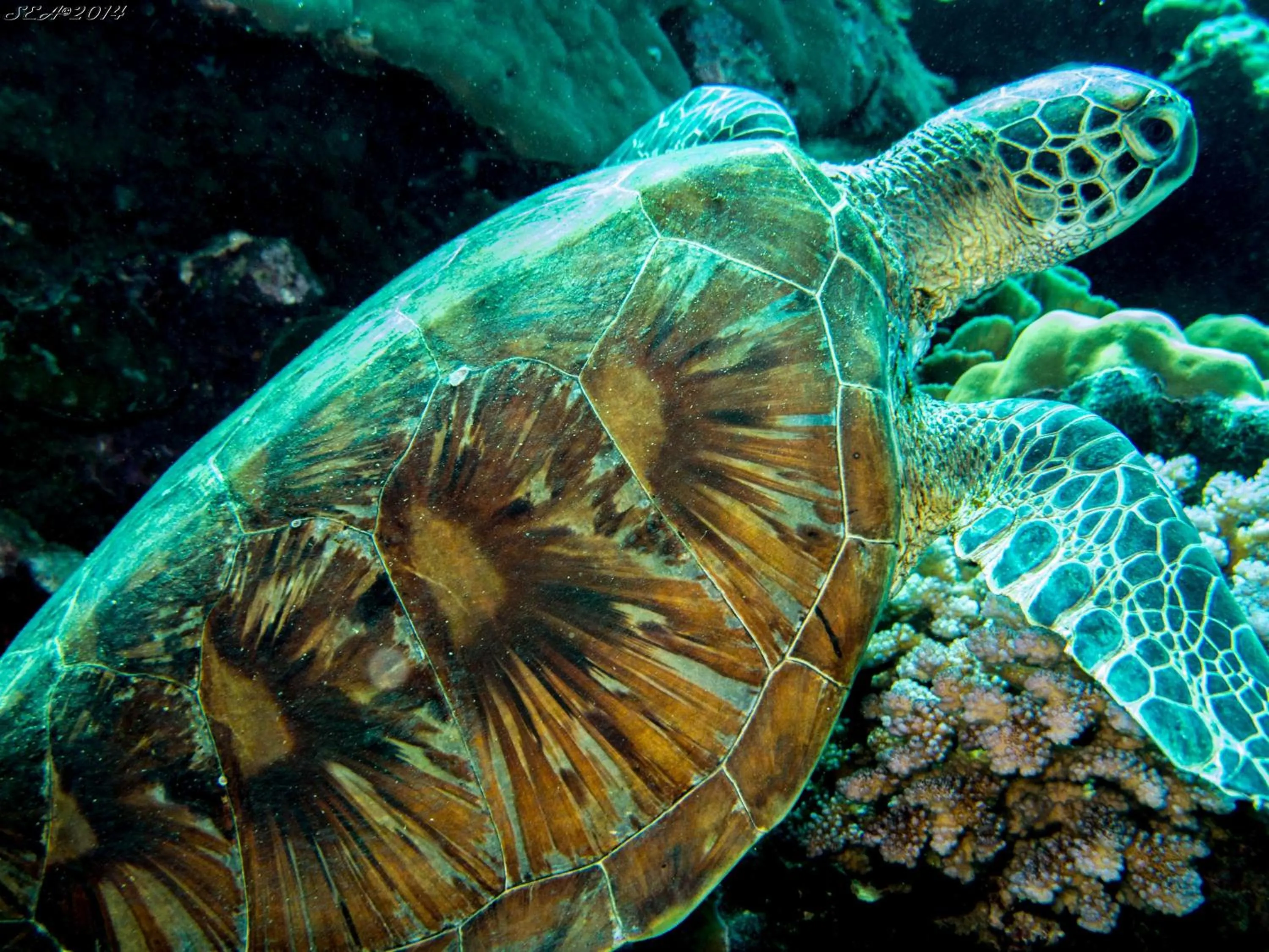 Animals in Hideaway Island Resort