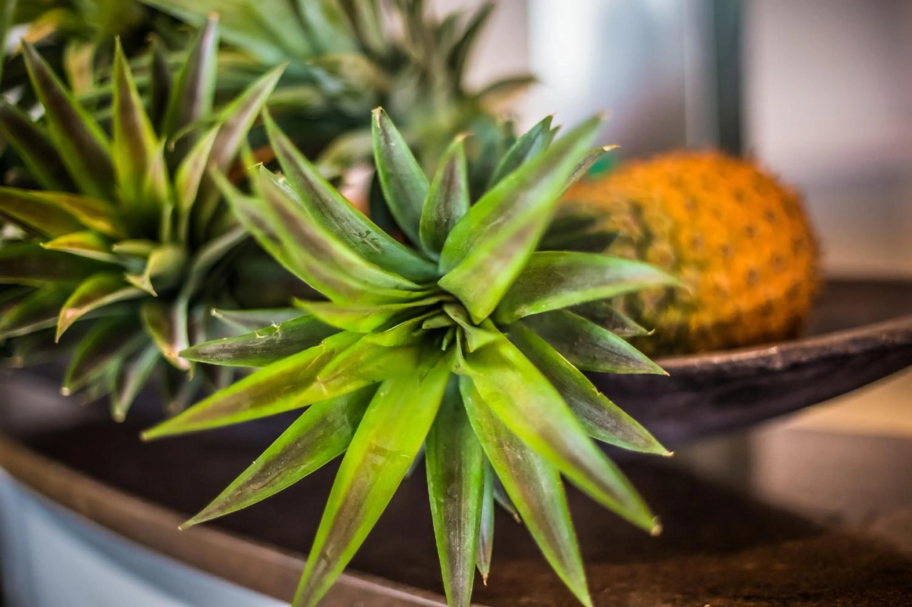 Food close-up in Tamanu on the Beach