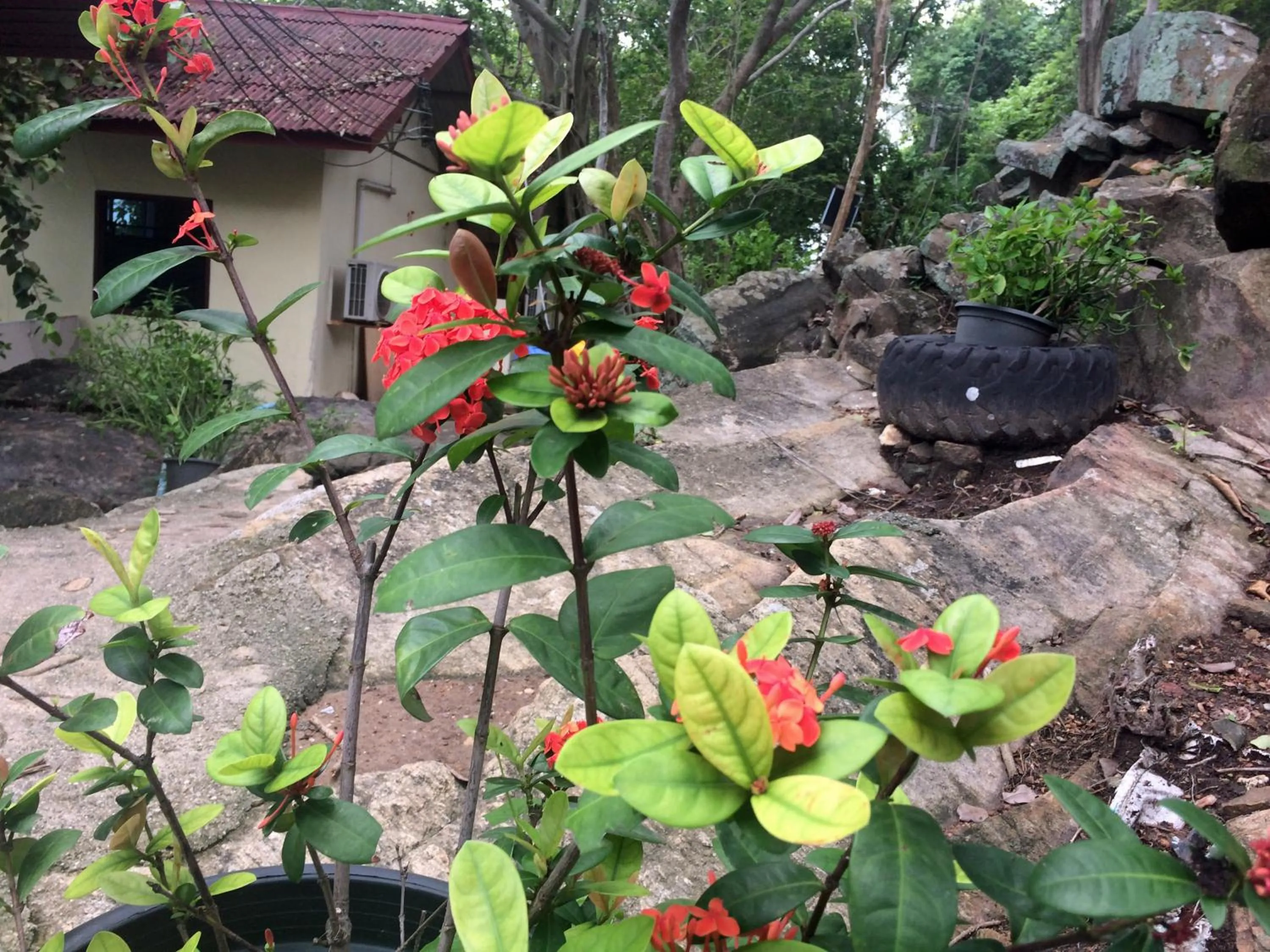 Natural landscape in Sunrise Villas Seaview