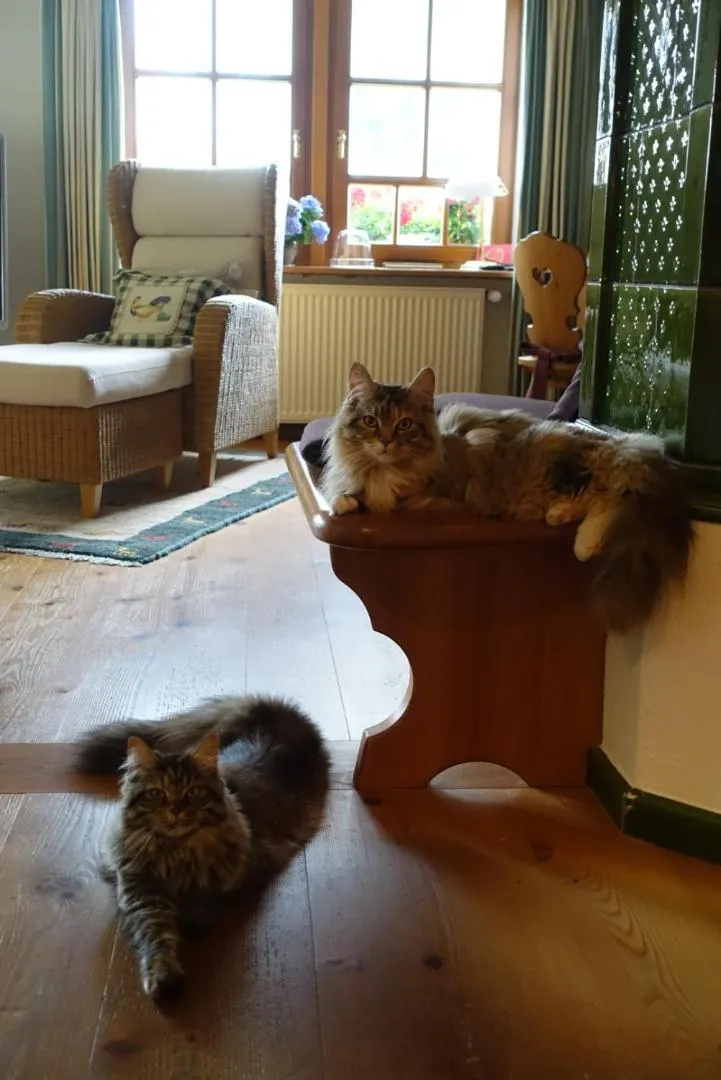 Pets in Hollhouse - Bed & Breakfast