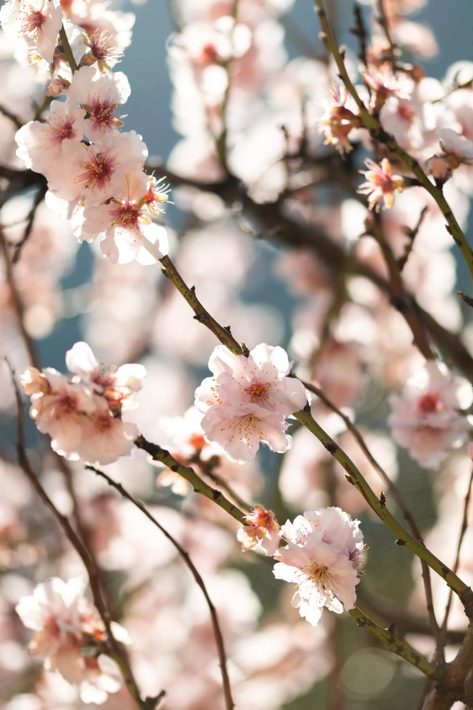 Spring in El Nido de Alaro - Turismo de Interior
