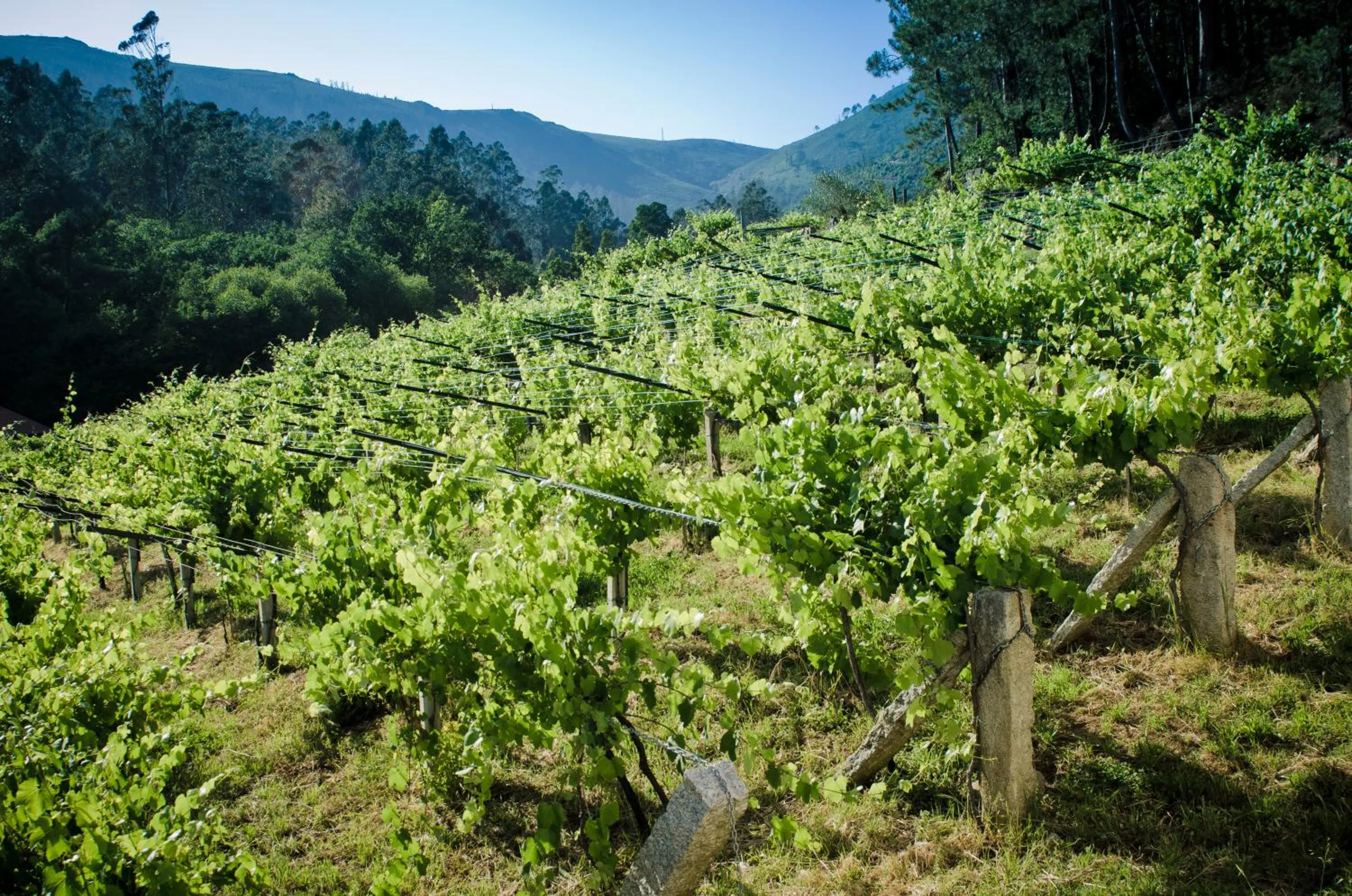 Area and facilities in Entre Os Ríos - Casa Rural y Enoturismo