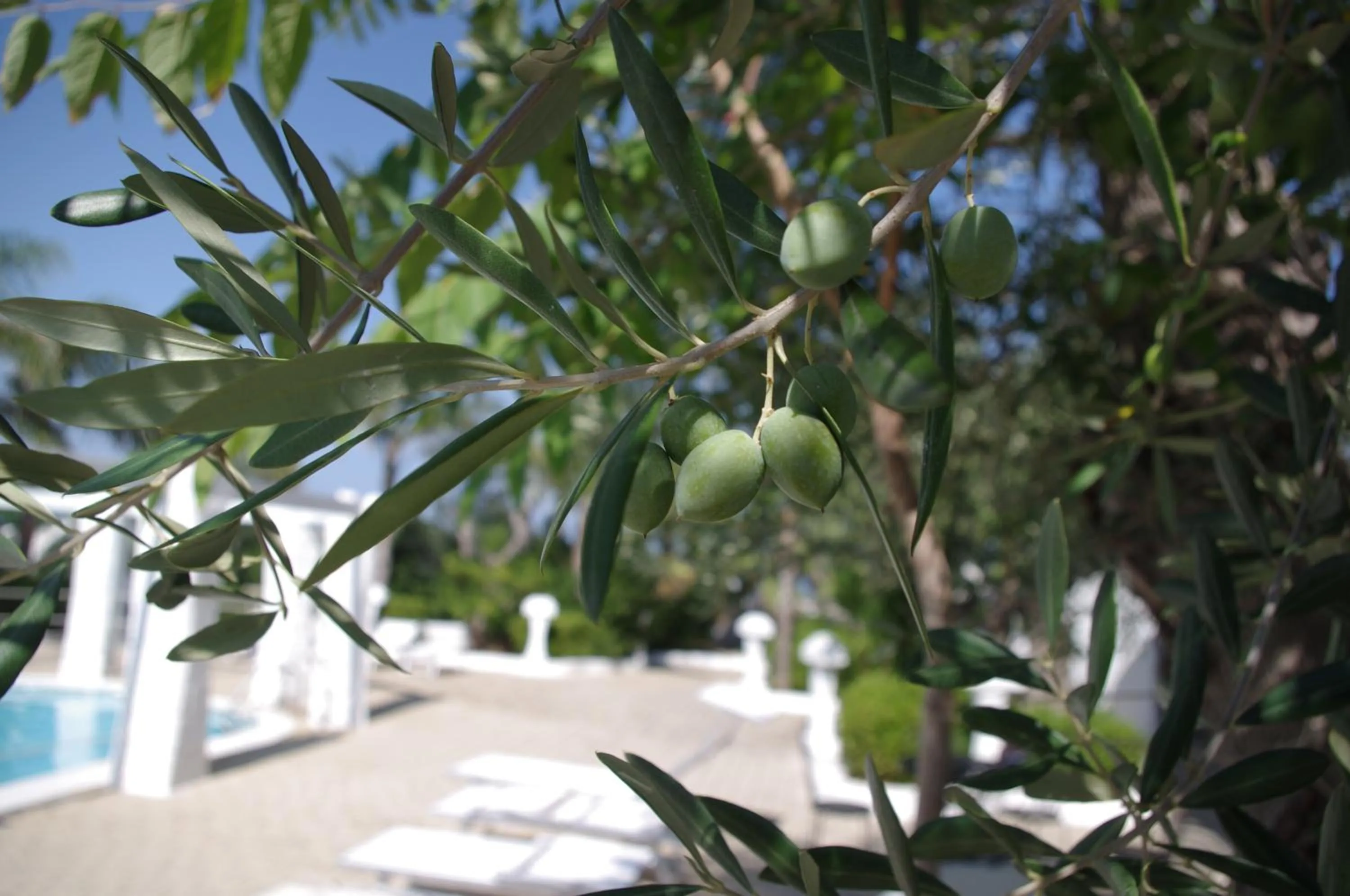 Garden in Hotel Nicolaj