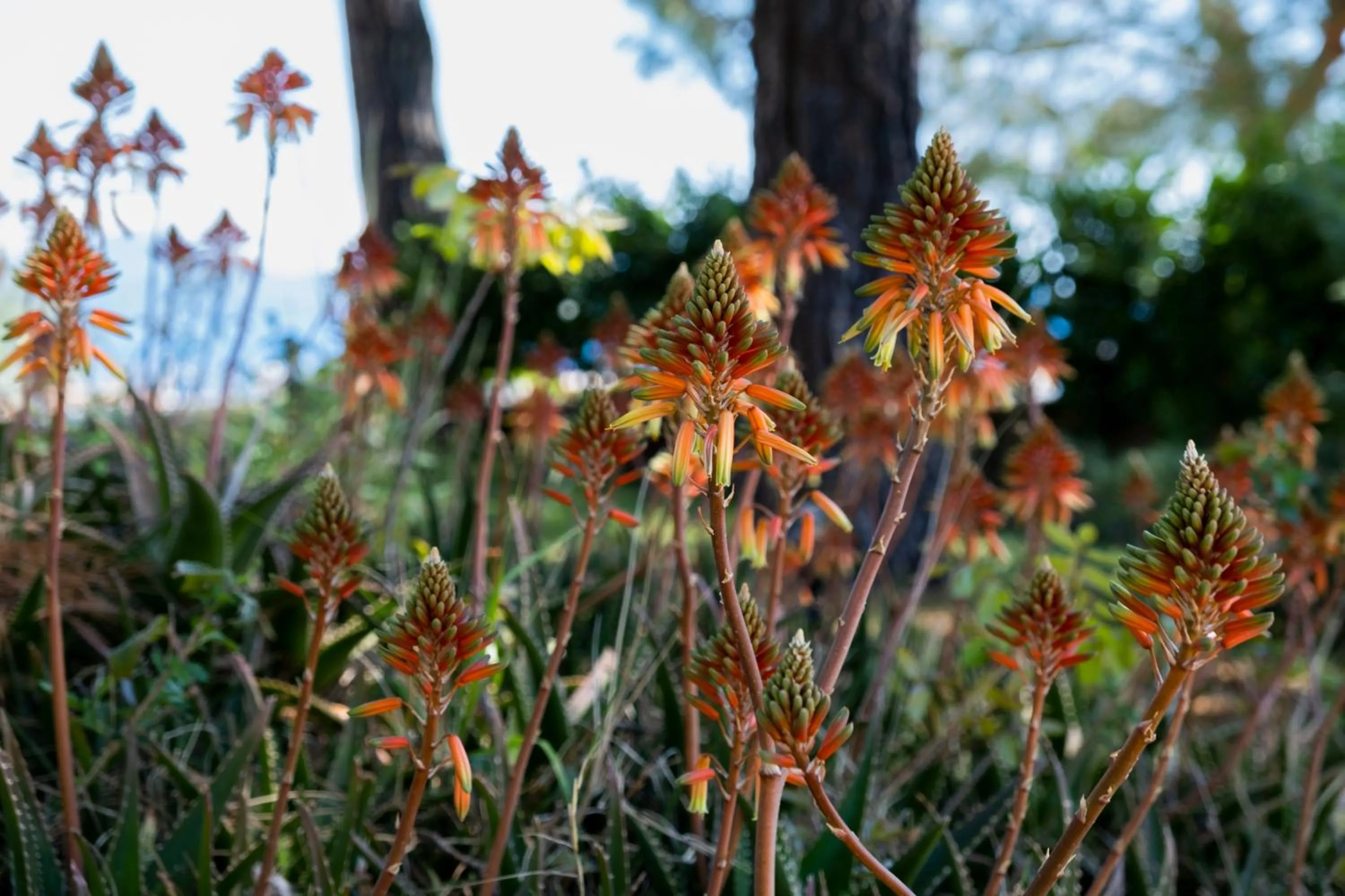 Natural landscape in X Life Hotel Sarıgerme 15 - Adult Hotel