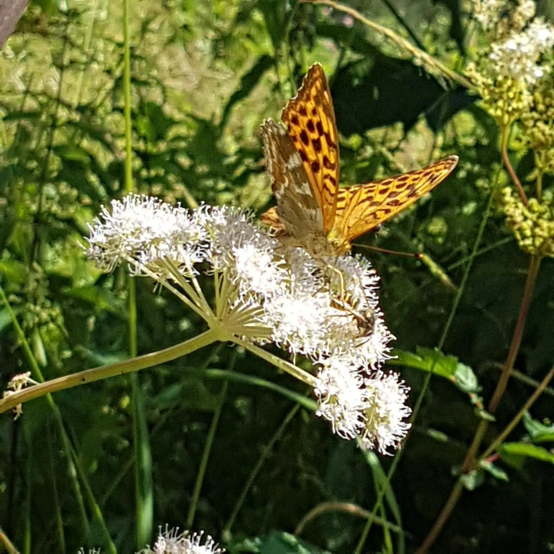Hiking in Hotel und Restaurant Alpina
