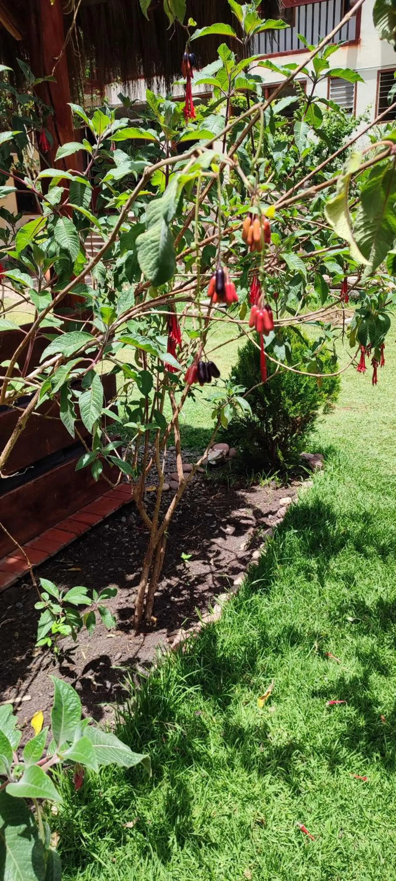 Garden in Hospedaje Chaska Pisac