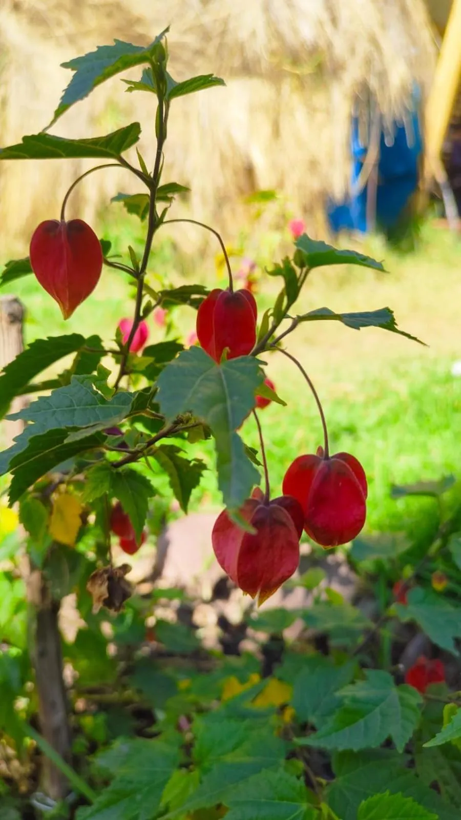 Hospedaje Chaska Pisac
