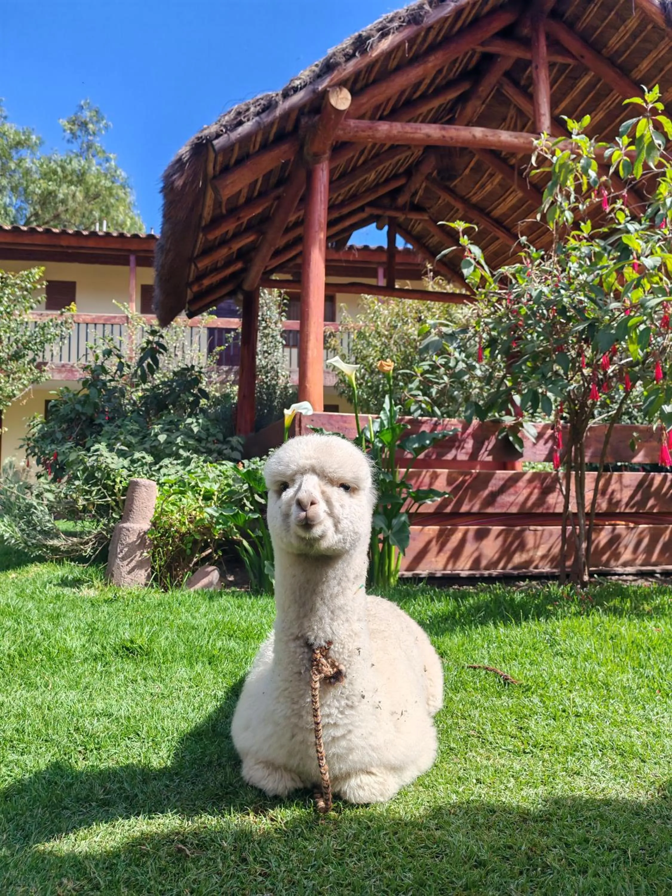 Hospedaje Chaska Pisac