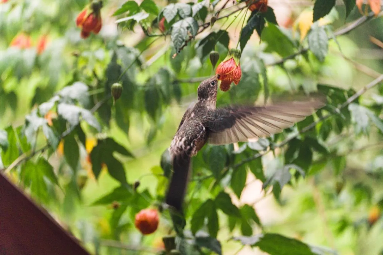Hospedaje Chaska Pisac