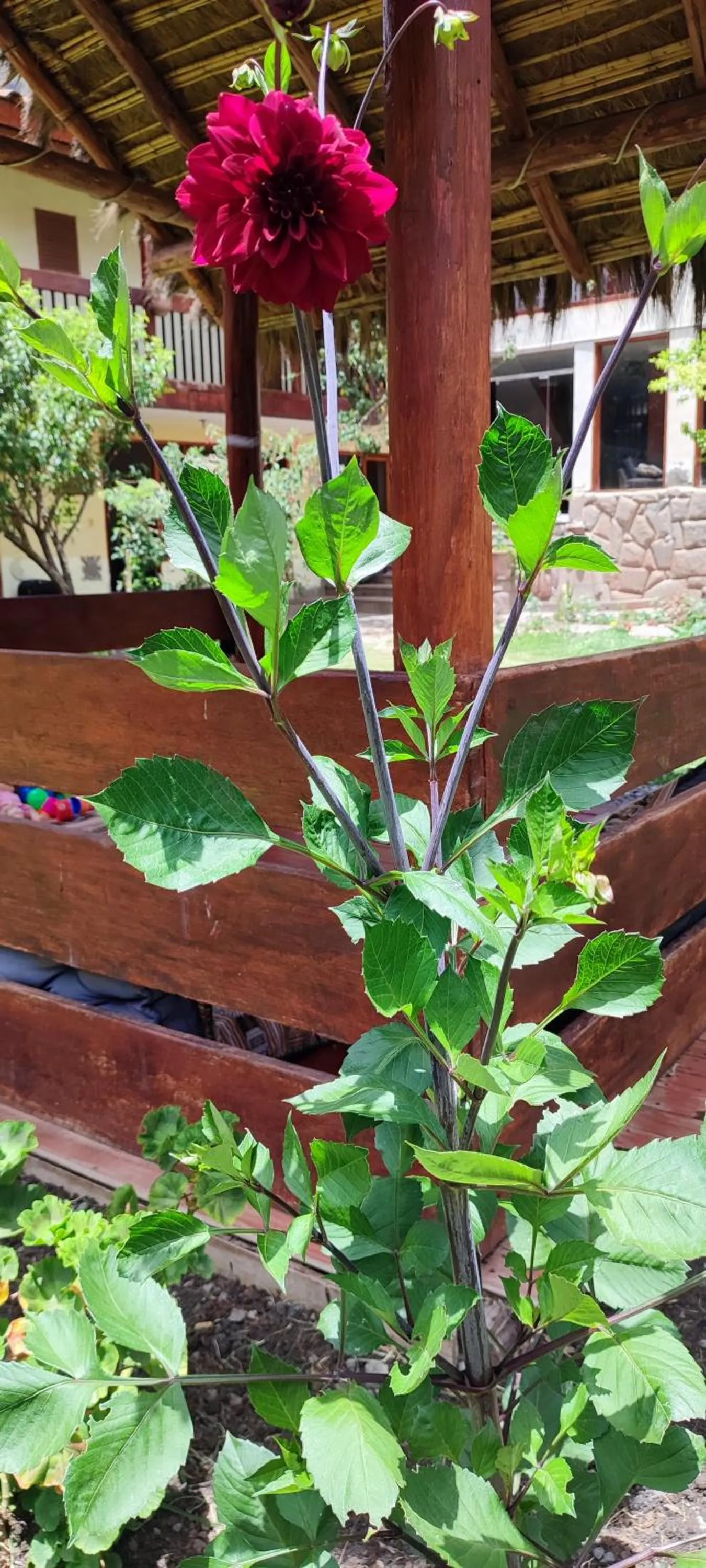 Garden in Hospedaje Chaska Pisac