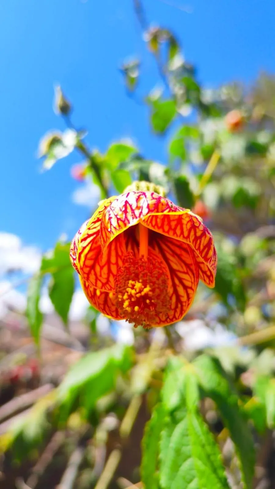 Hospedaje Chaska Pisac