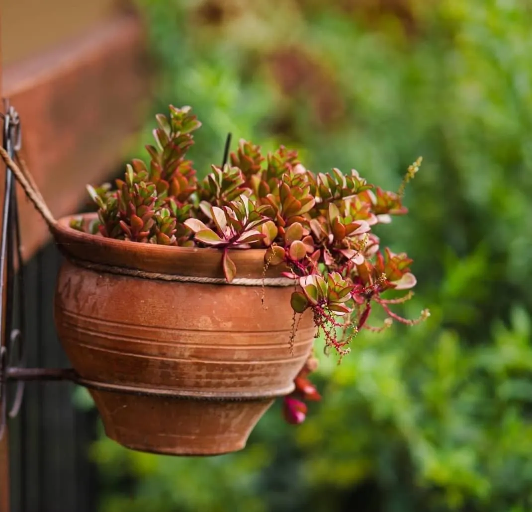 Natural landscape in Hospedaje Chaska Pisac