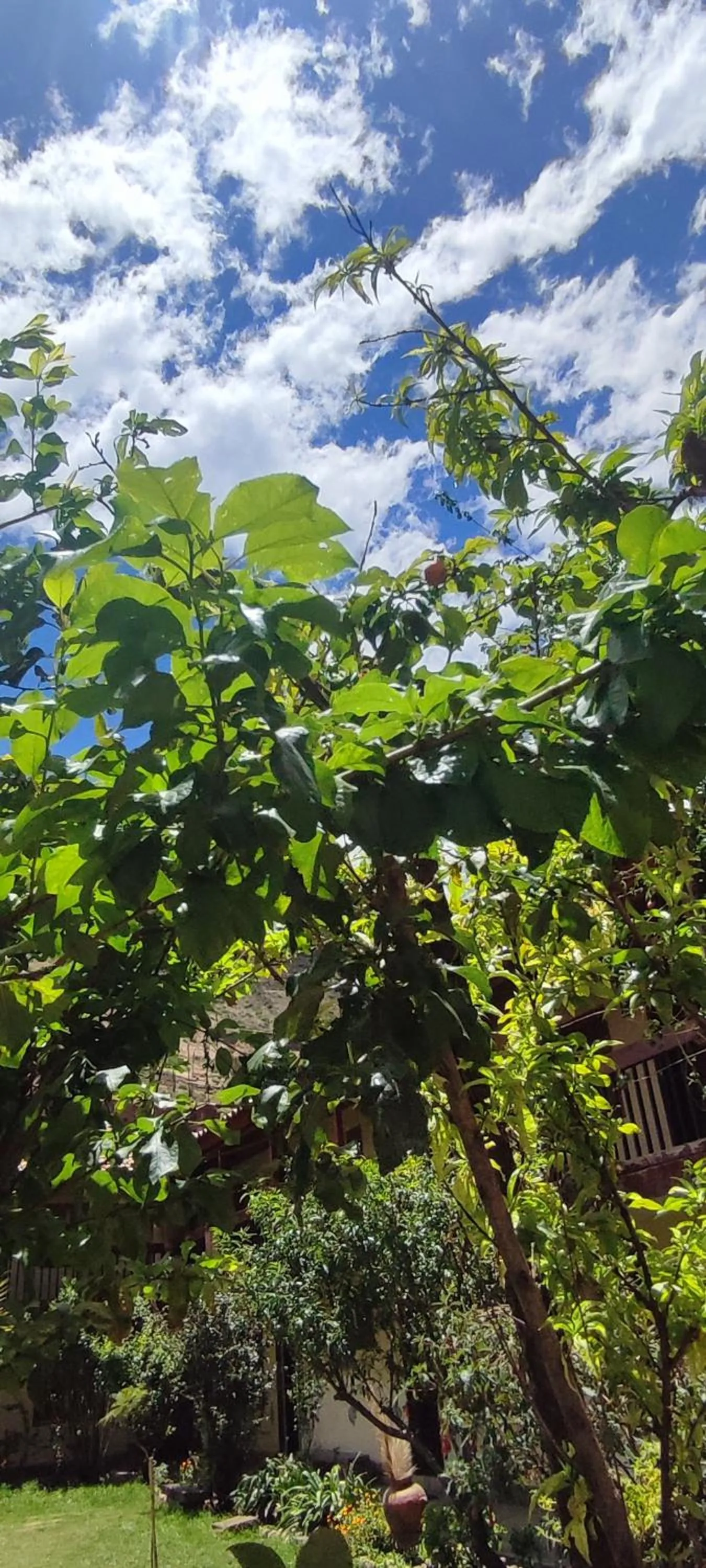 Garden in Hospedaje Chaska Pisac