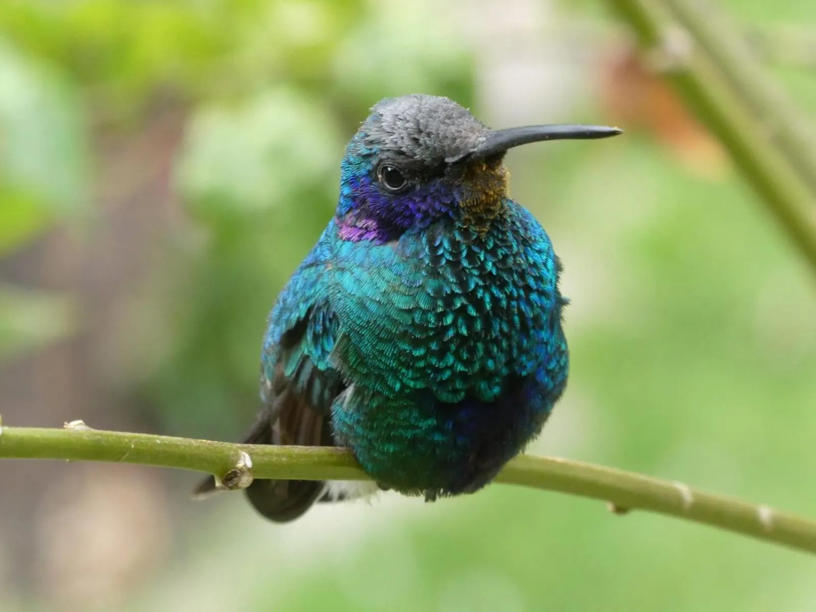 Hospedaje Chaska Pisac