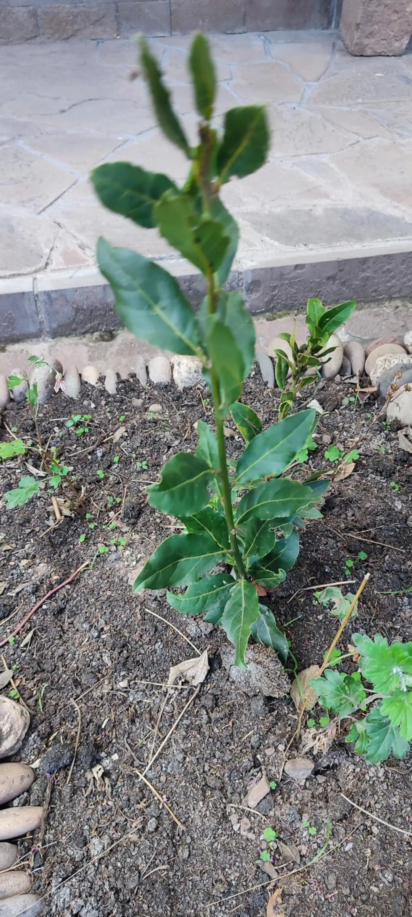 Garden in Hospedaje Chaska Pisac