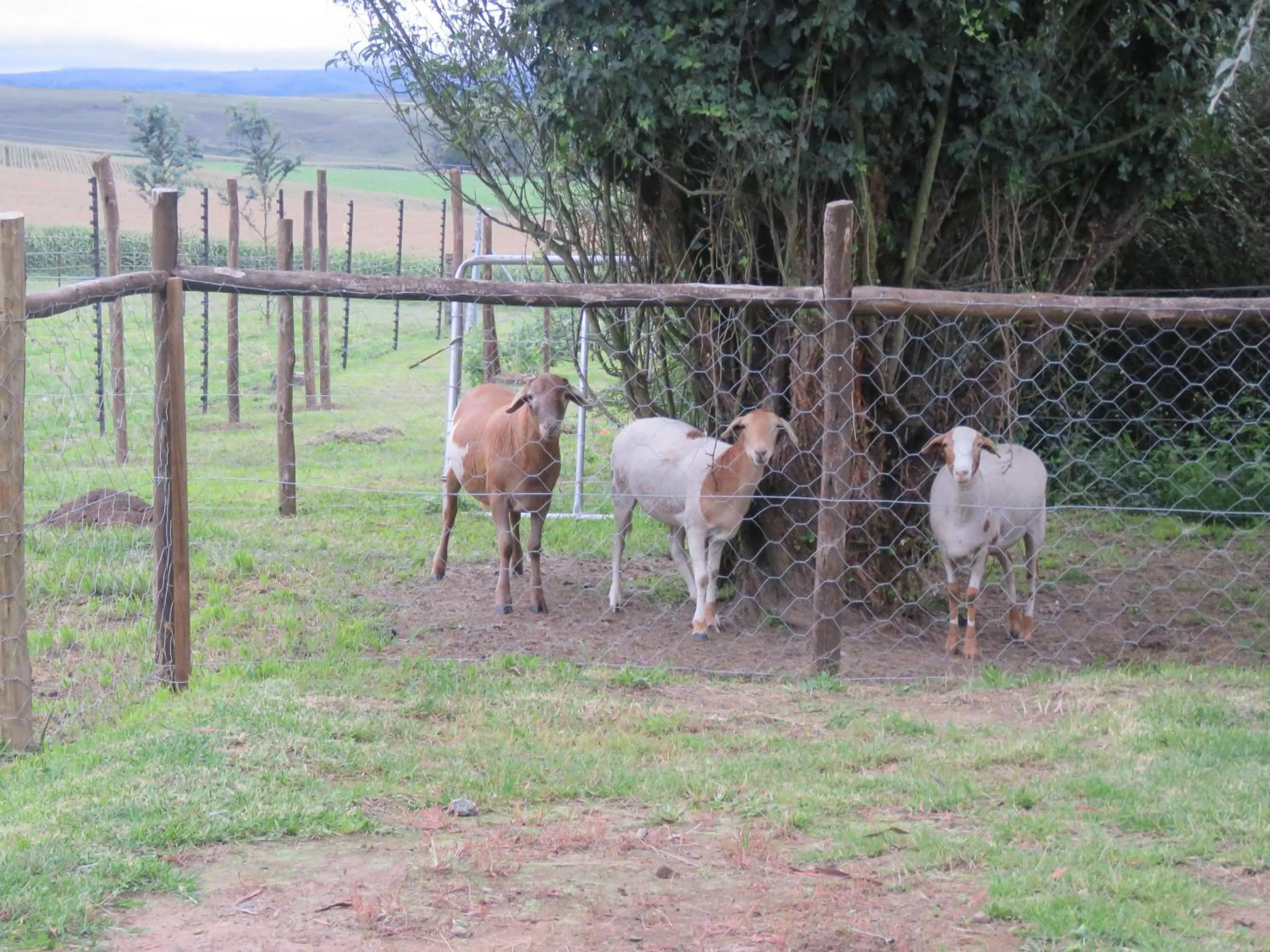 Animals in Dunroamin Bed and Breakfast