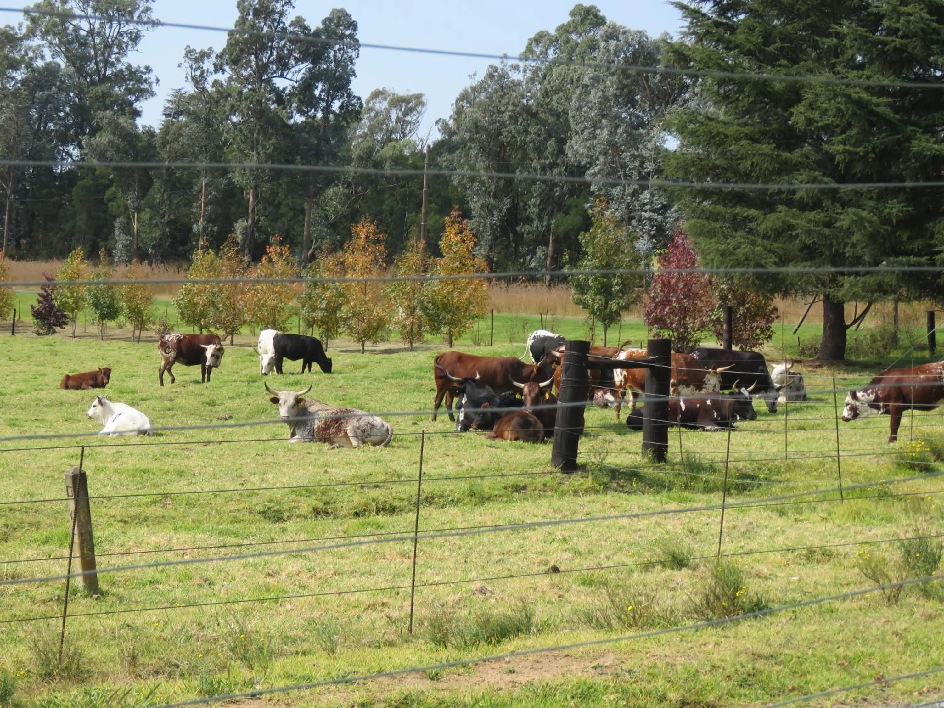 Animals in Dunroamin Bed and Breakfast