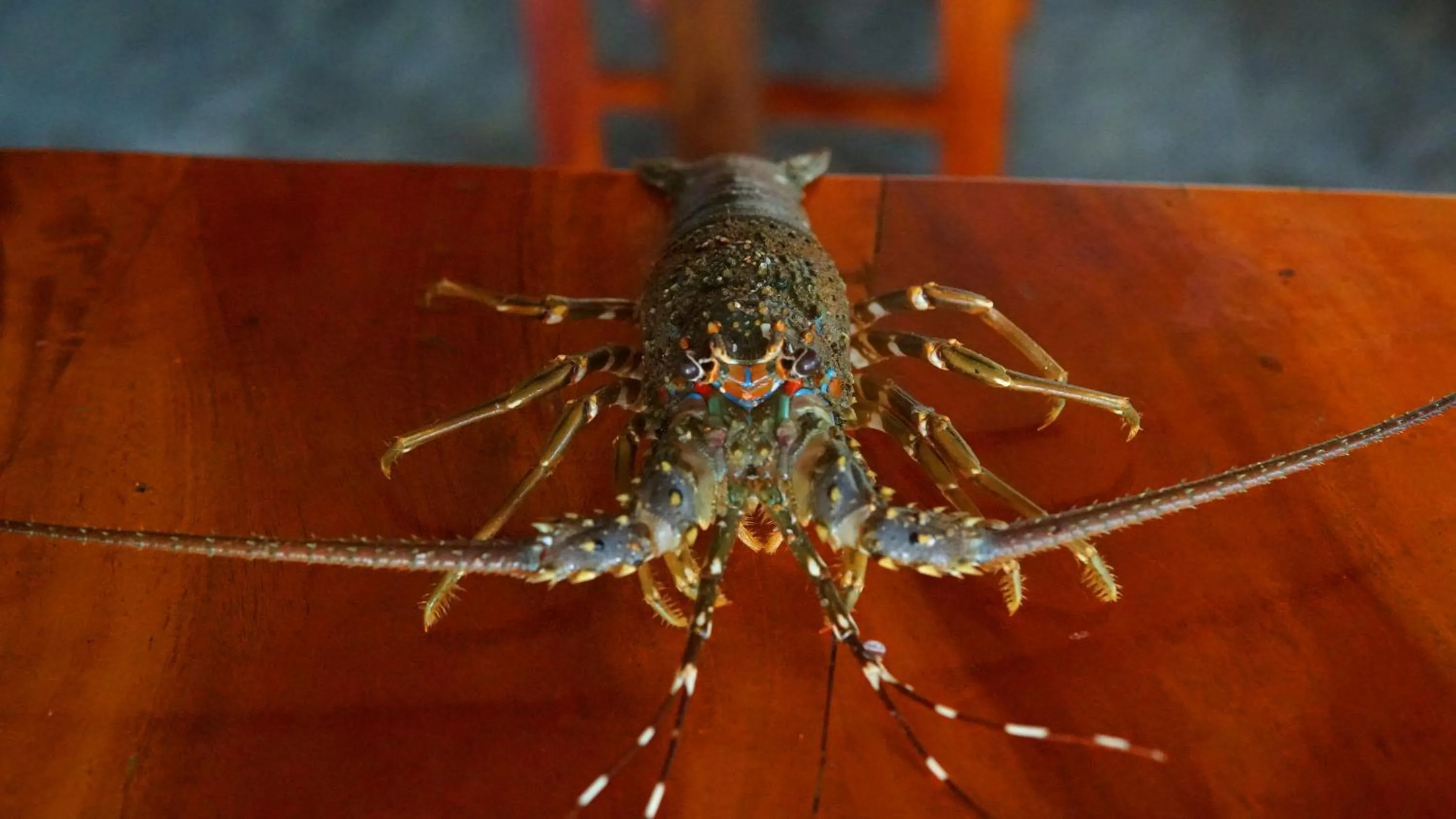 Meals in All View Resort