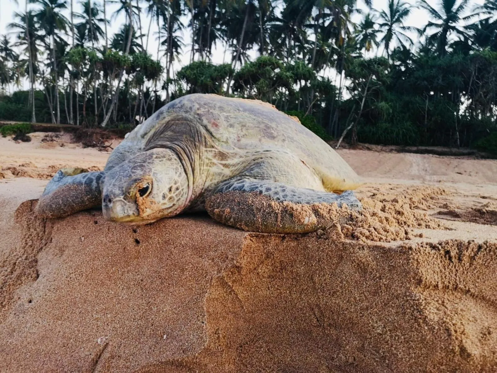 Animals in All View Resort