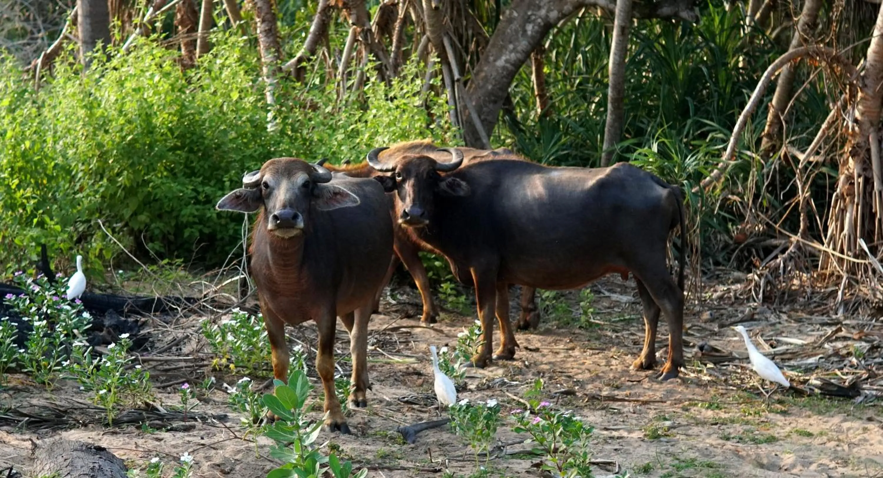 Animals in All View Resort