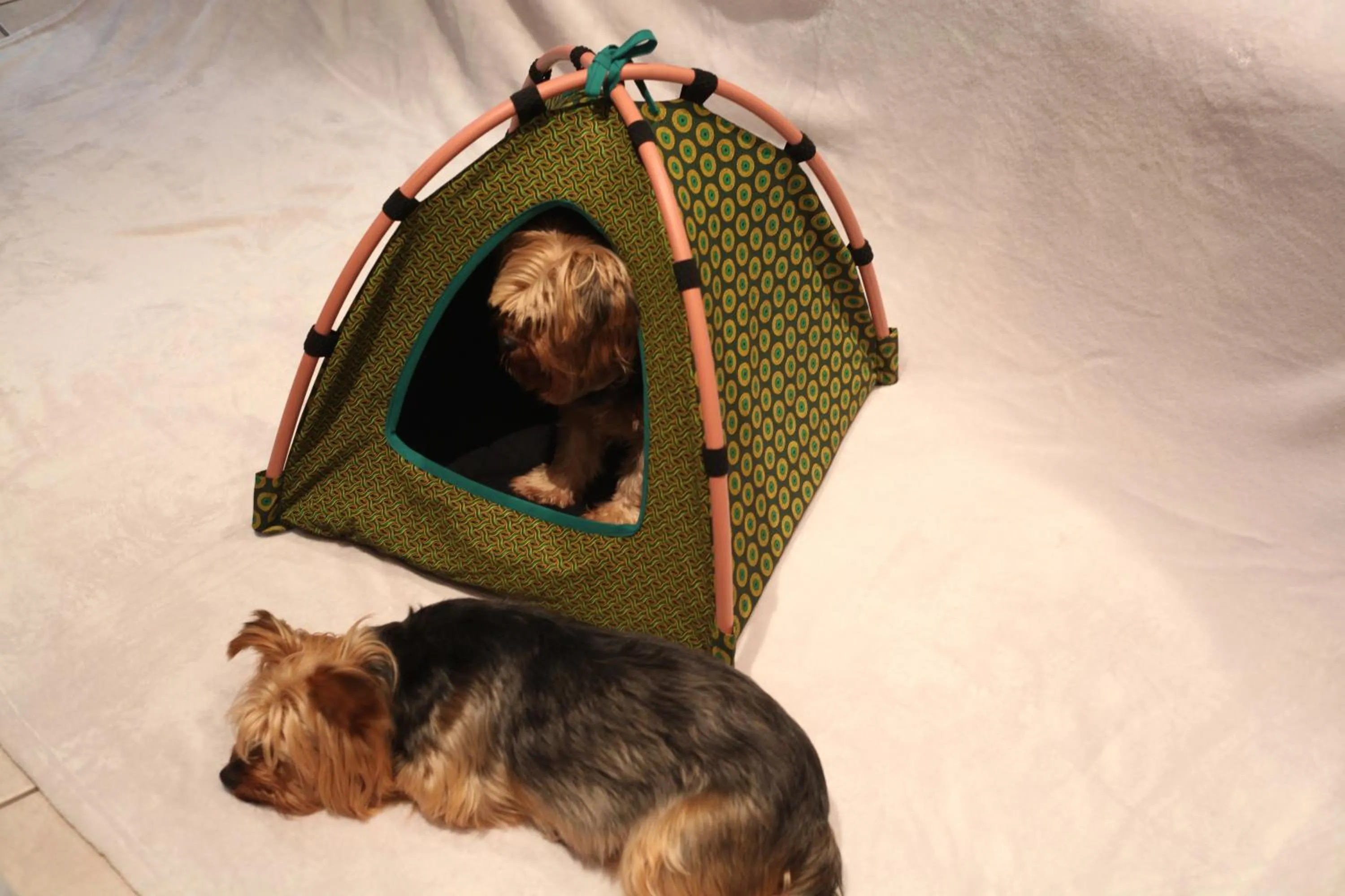 Pets in Seven Gables